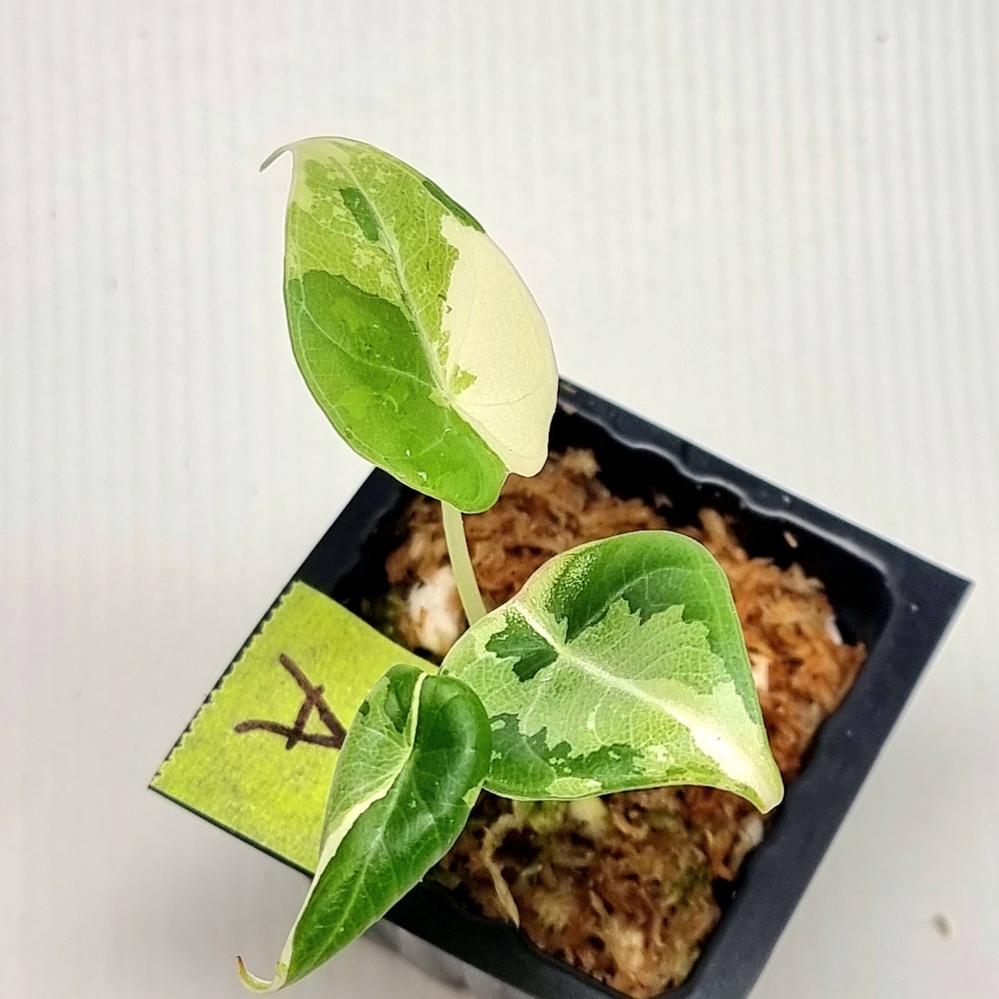 Alocasia Maharani Albo Variegated