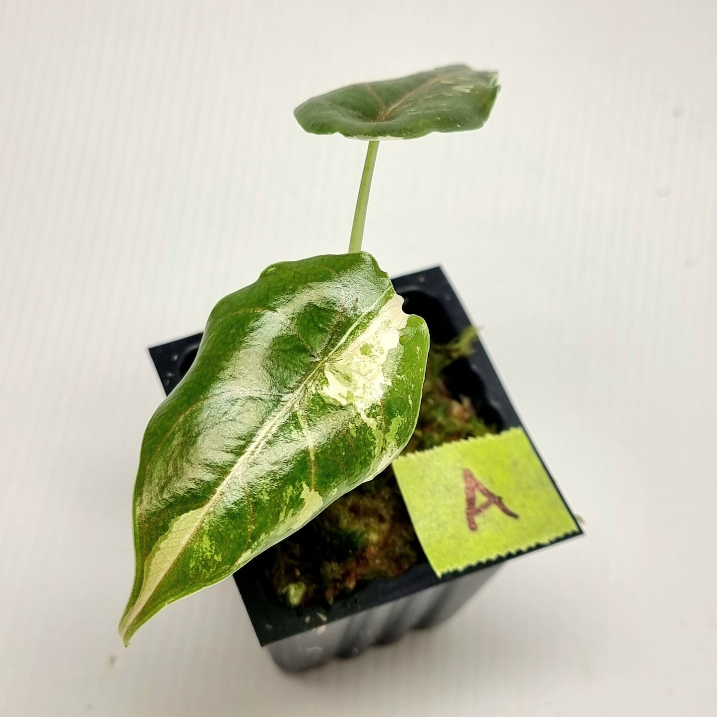 Alocasia azlanii Pink variegated