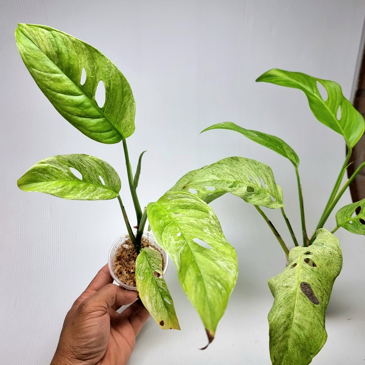 Monstera adansonii ssp laniata Mint variegated