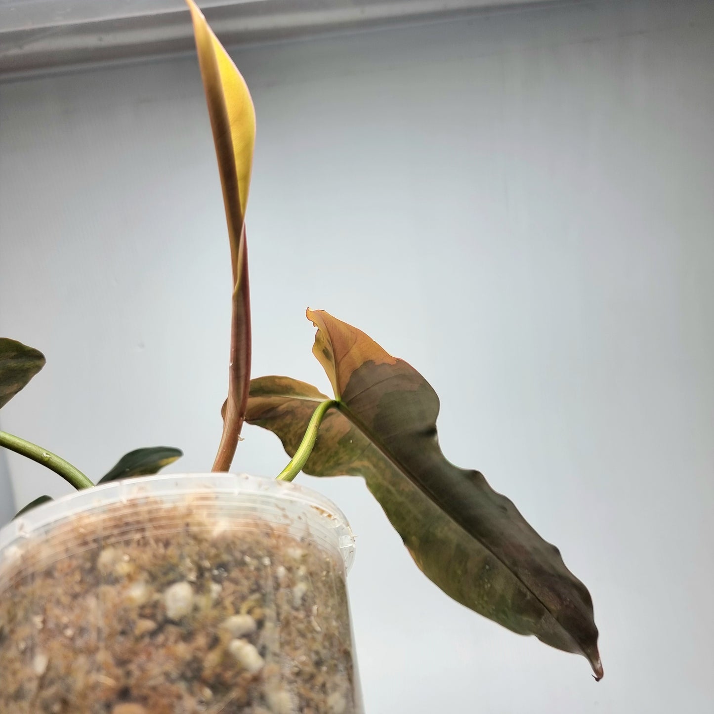 Philodendron Brown Beauty (FB x Black billie)