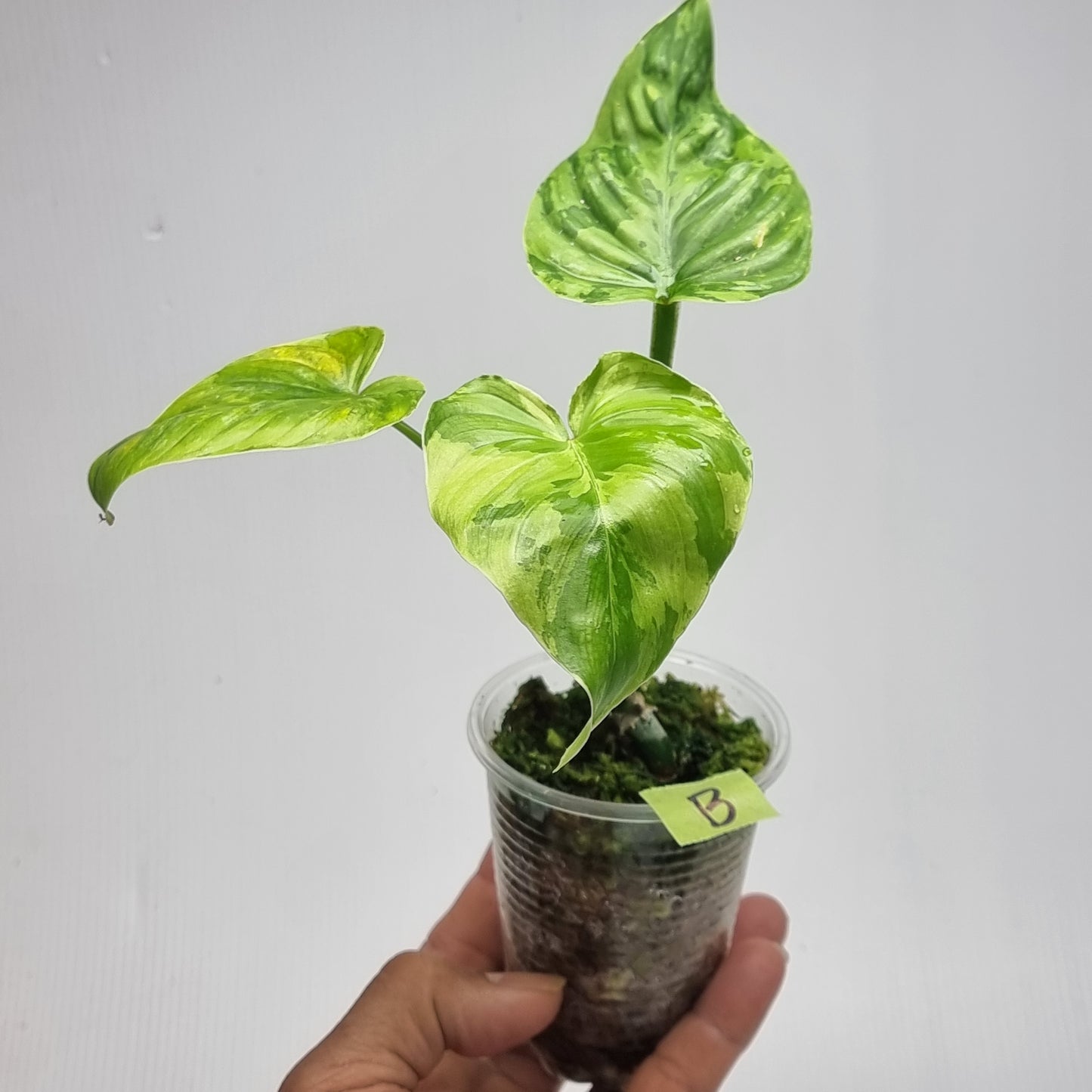Philodendron plowmanii Variegated
