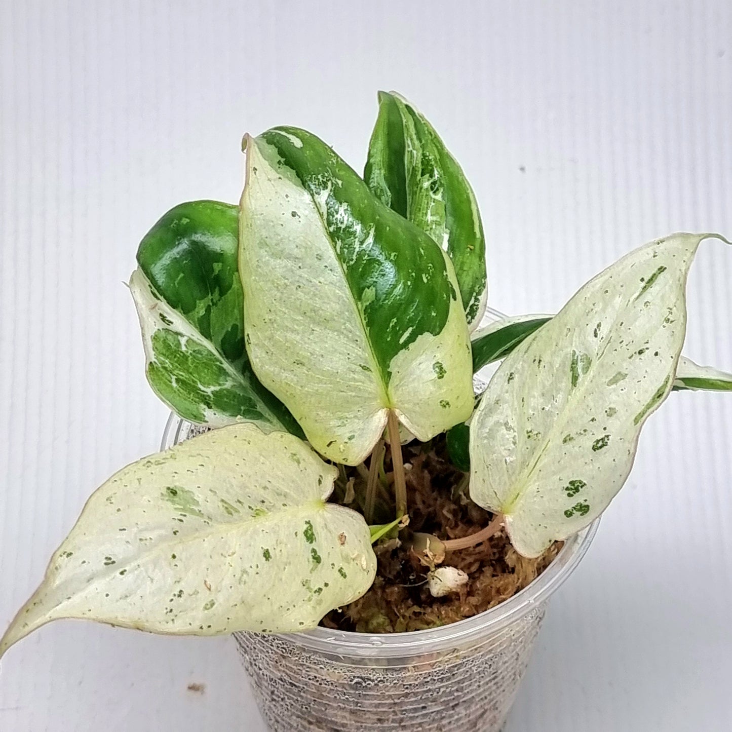 Philodendron Burle Marx's Snow White