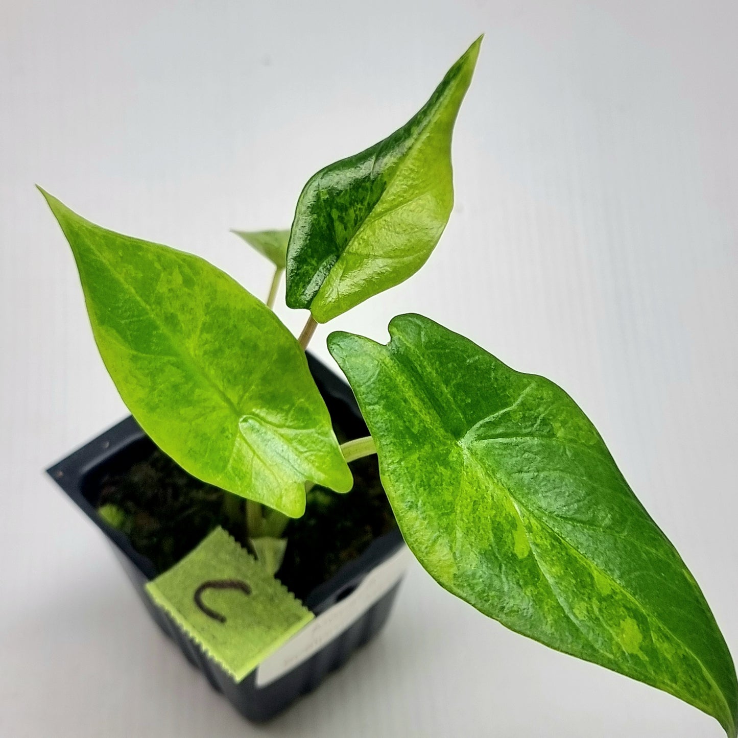 Alocasia scalprum Aurea Variegated