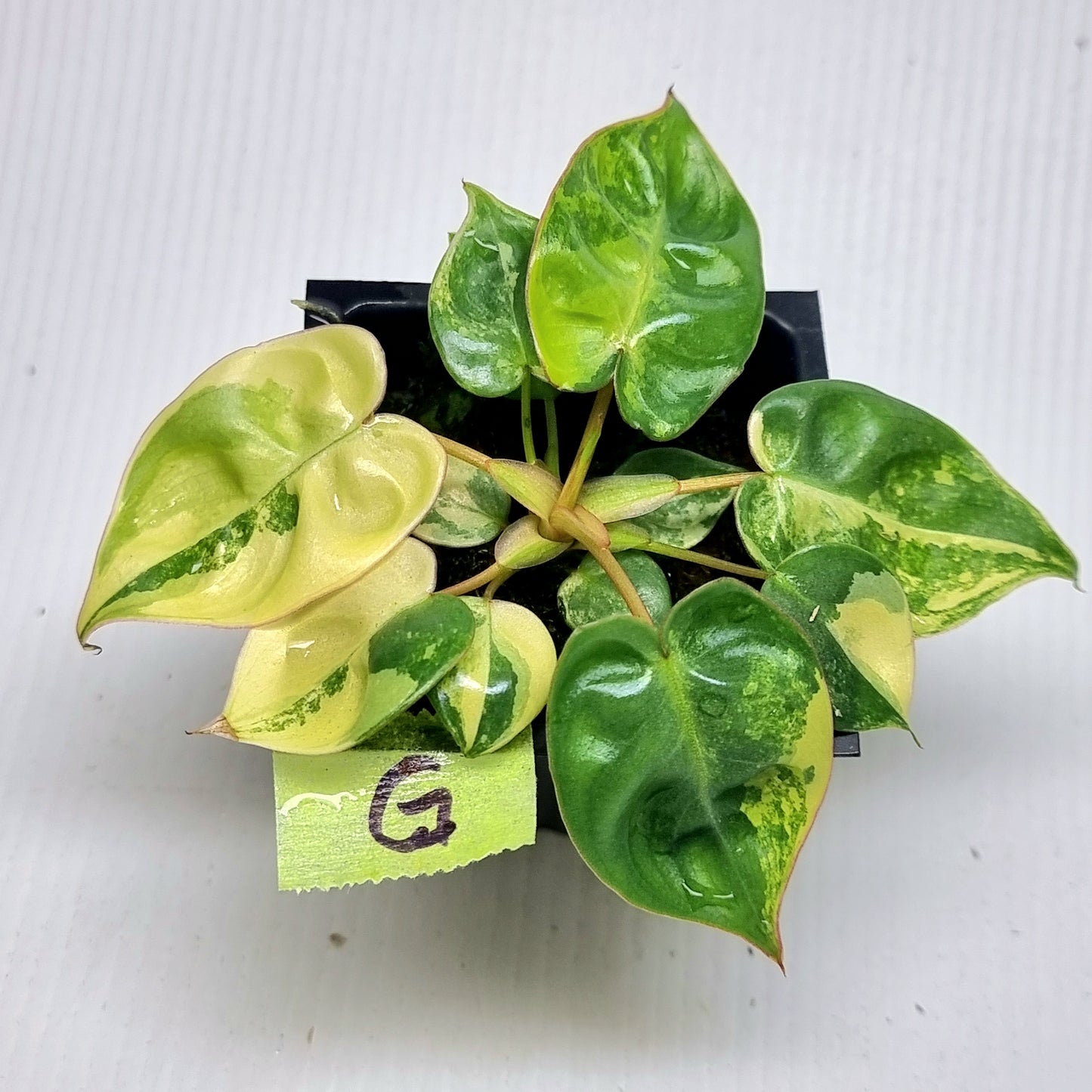 Philodendron billietiae Variegated