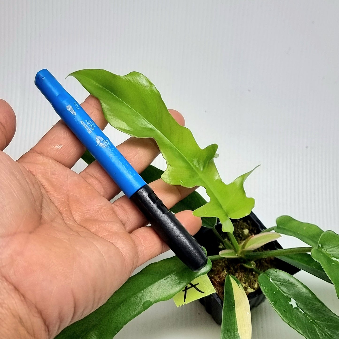 Philodendron Florida Beauty x P. tortum REVERTED