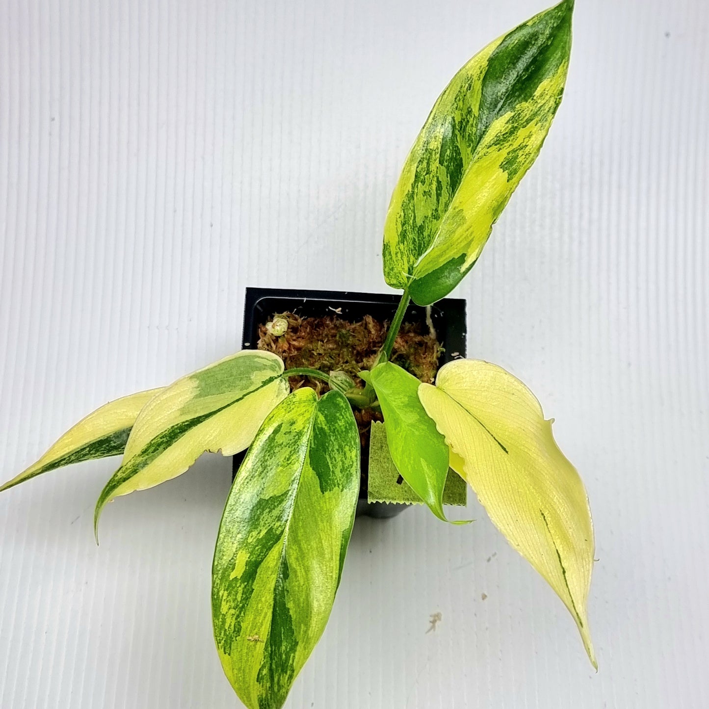 Philodendron squamiferum X P. Florida Beauty Variegated