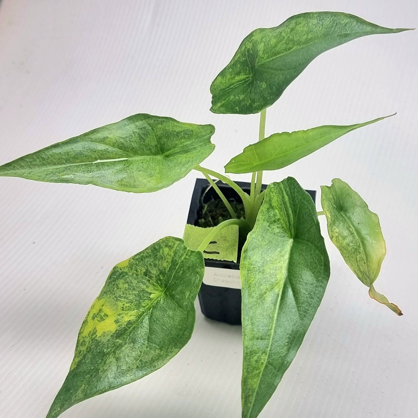 Alocasia heterophylla Dragon's Breath Aurea Variegated