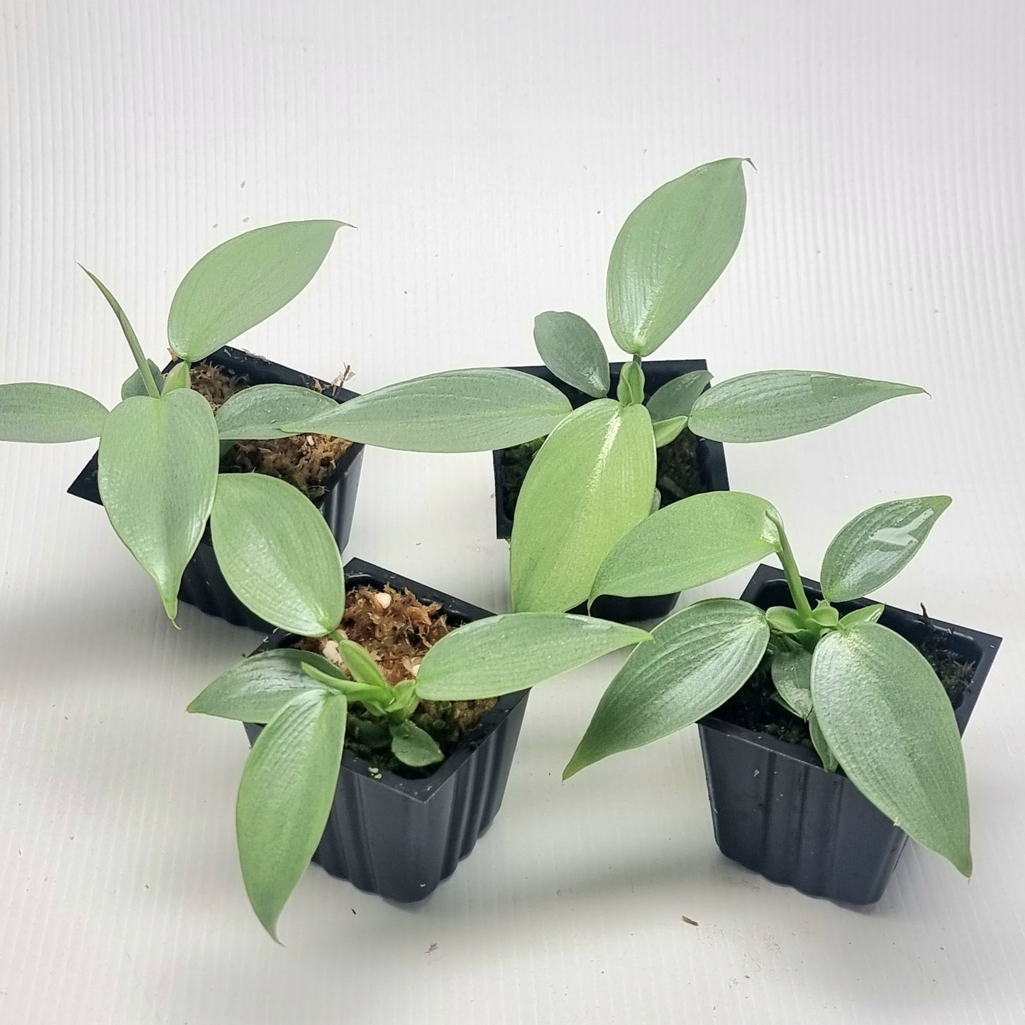 Philodendron Silver Sword Reverted