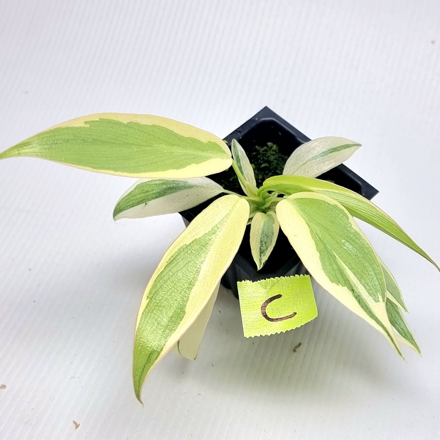 Philodendron longilobatum Albo Variegated