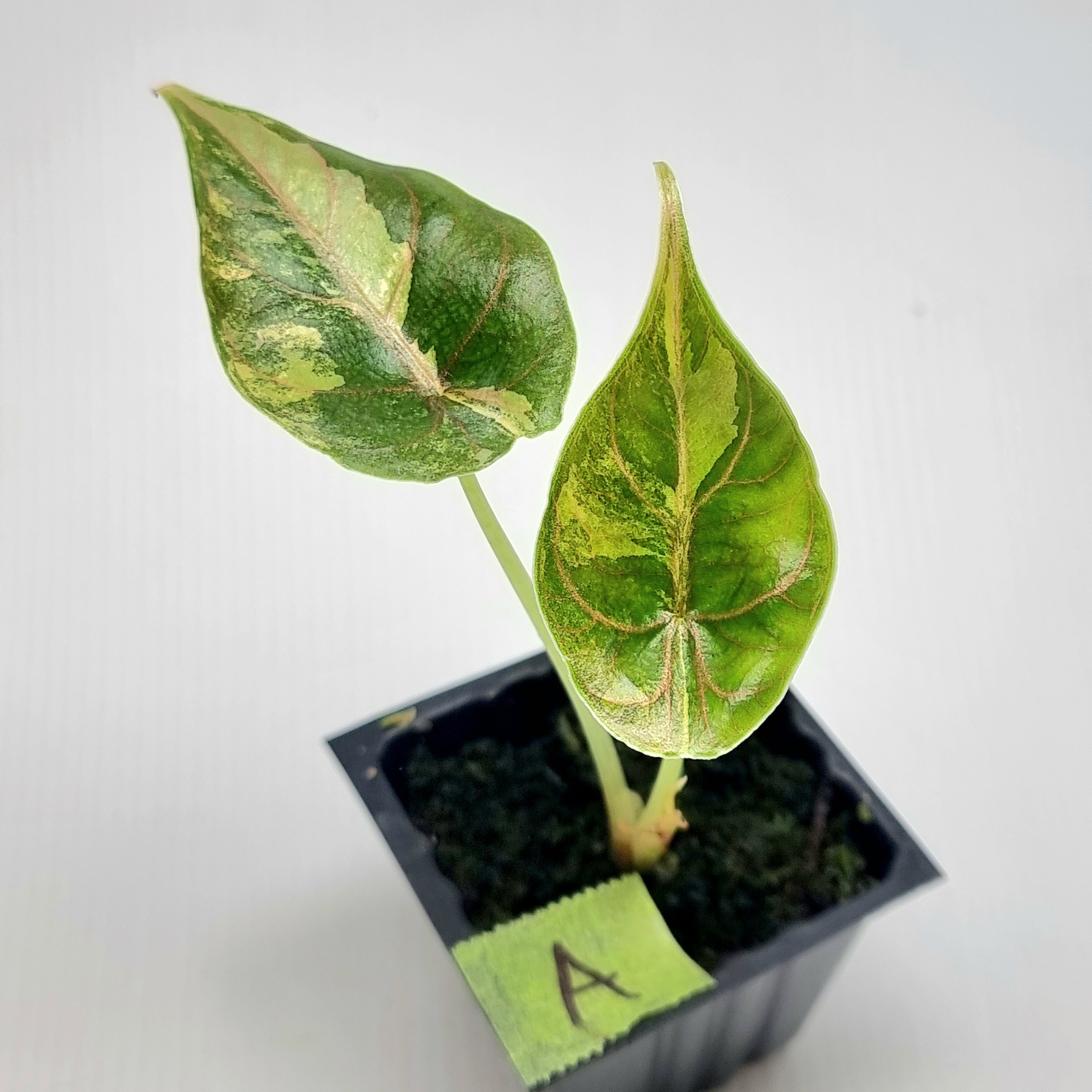 Alocasia azlanii Aurea Variegated – Flora Magnifica Australia