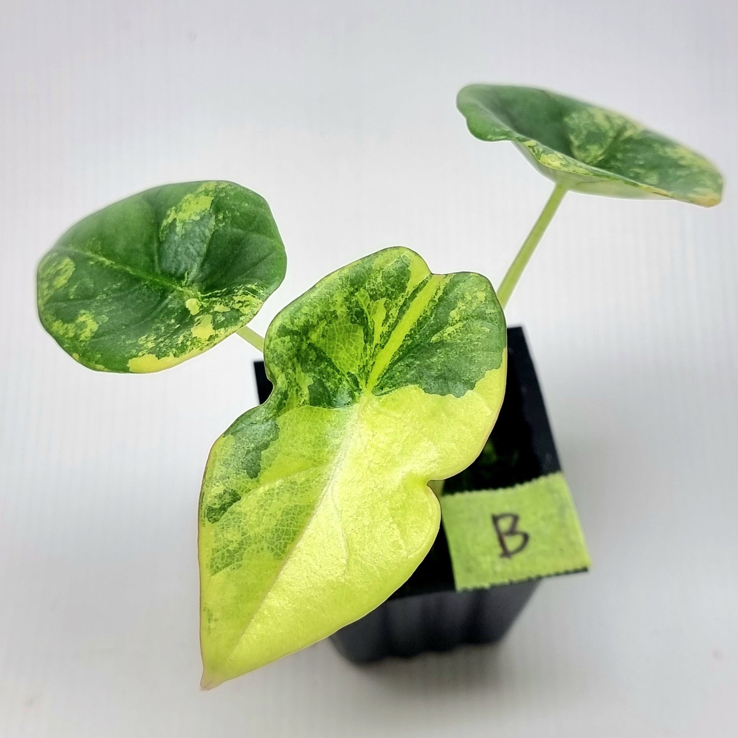 Alocasia Nebula Aurea Variegated