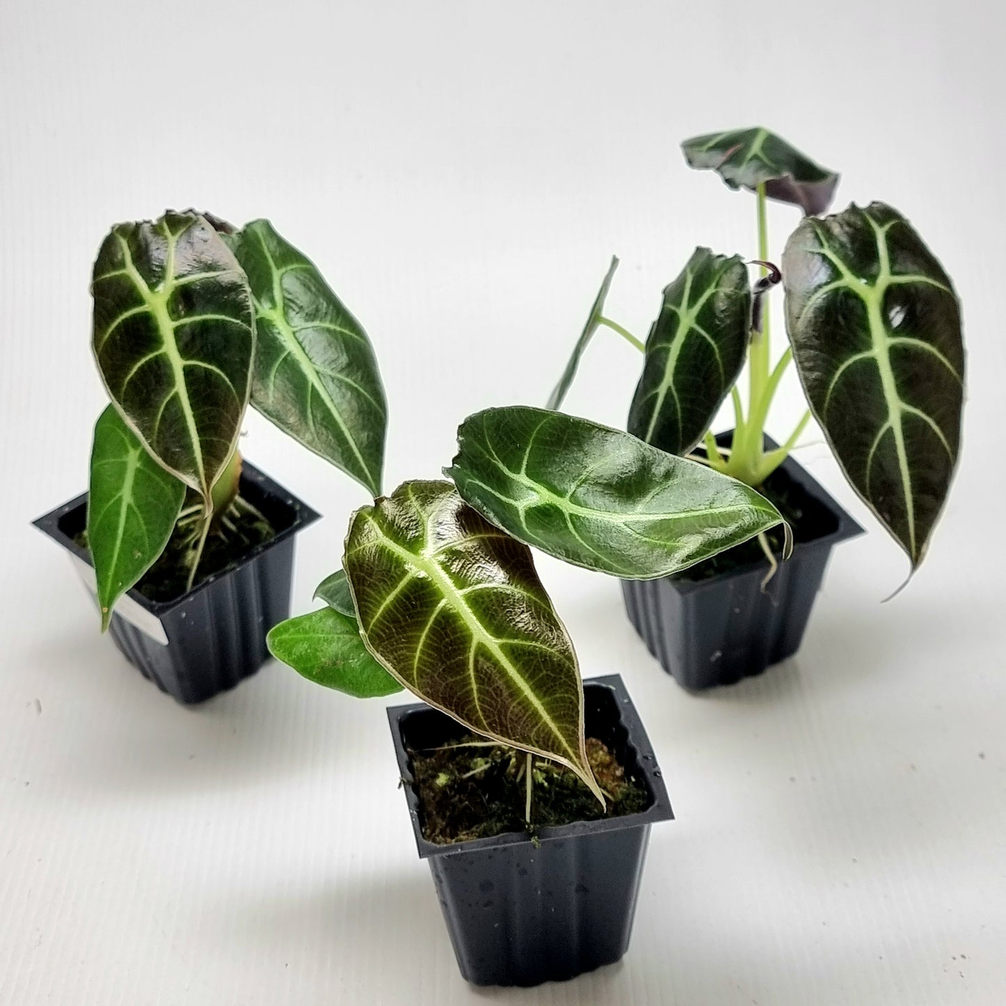 Alocasia watsoniana Reverted