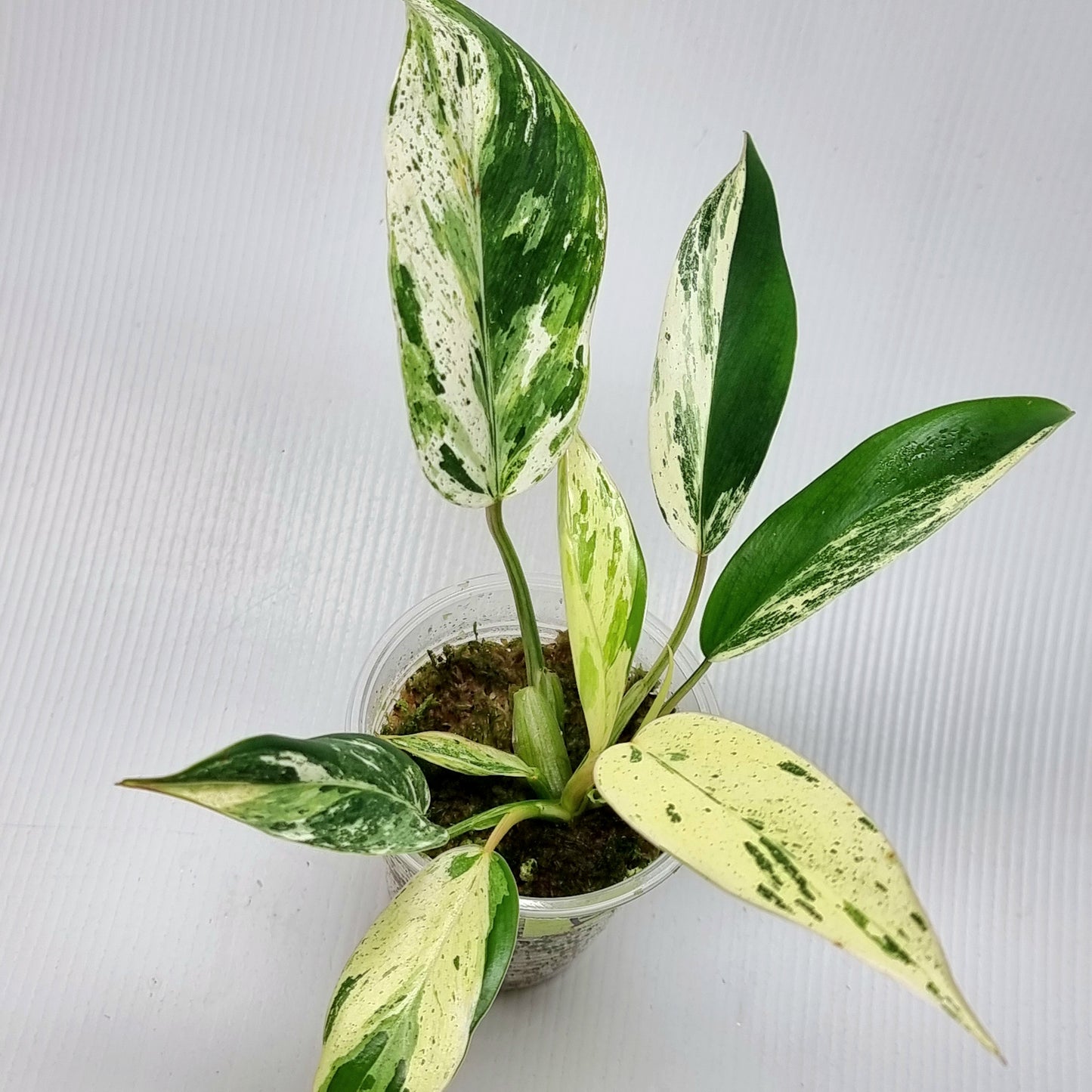 Philodendron Emerald Queen Marble