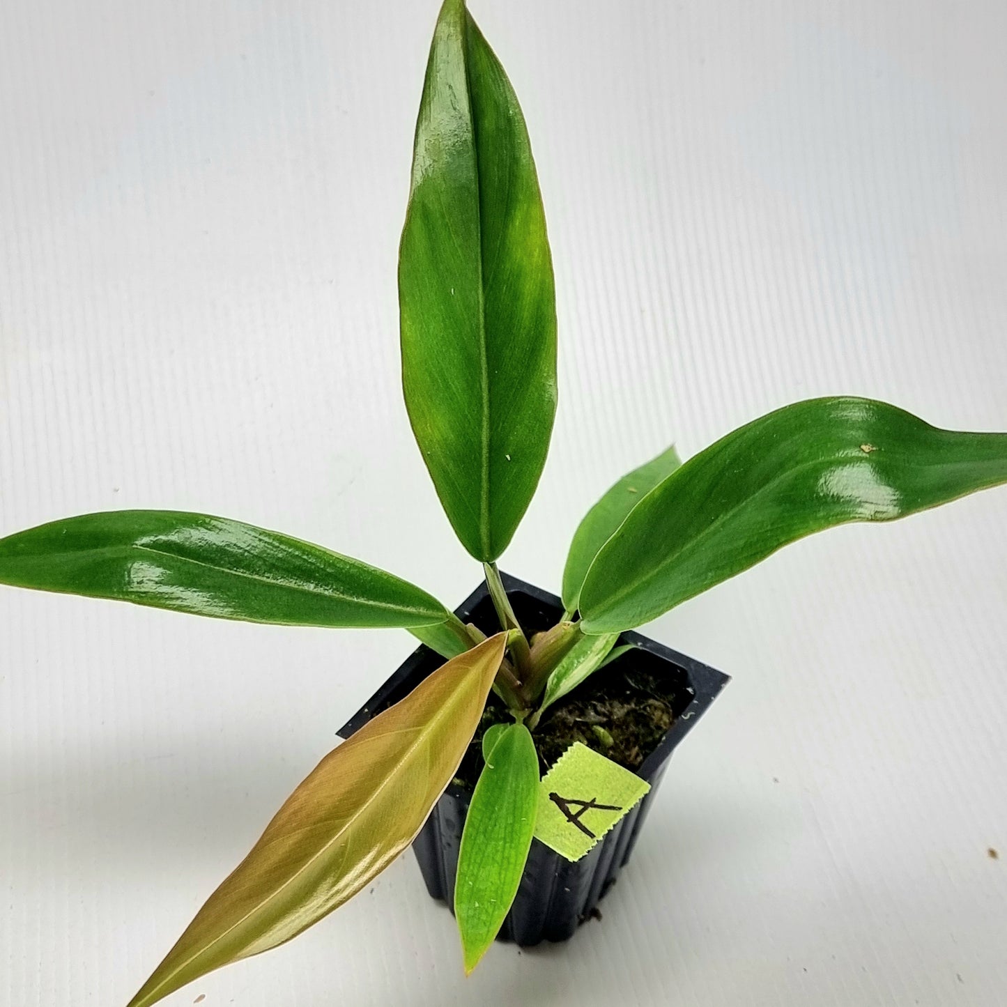 Philodendron Caramel Marble Reverted