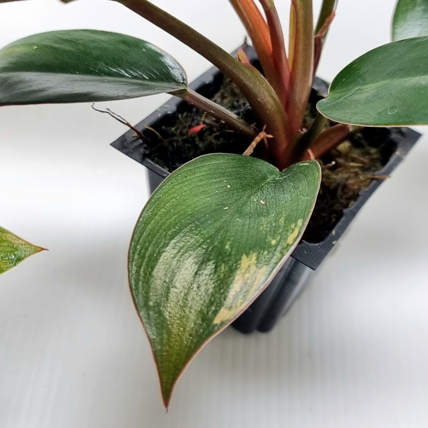 Philodendron Red Congo REVERTED