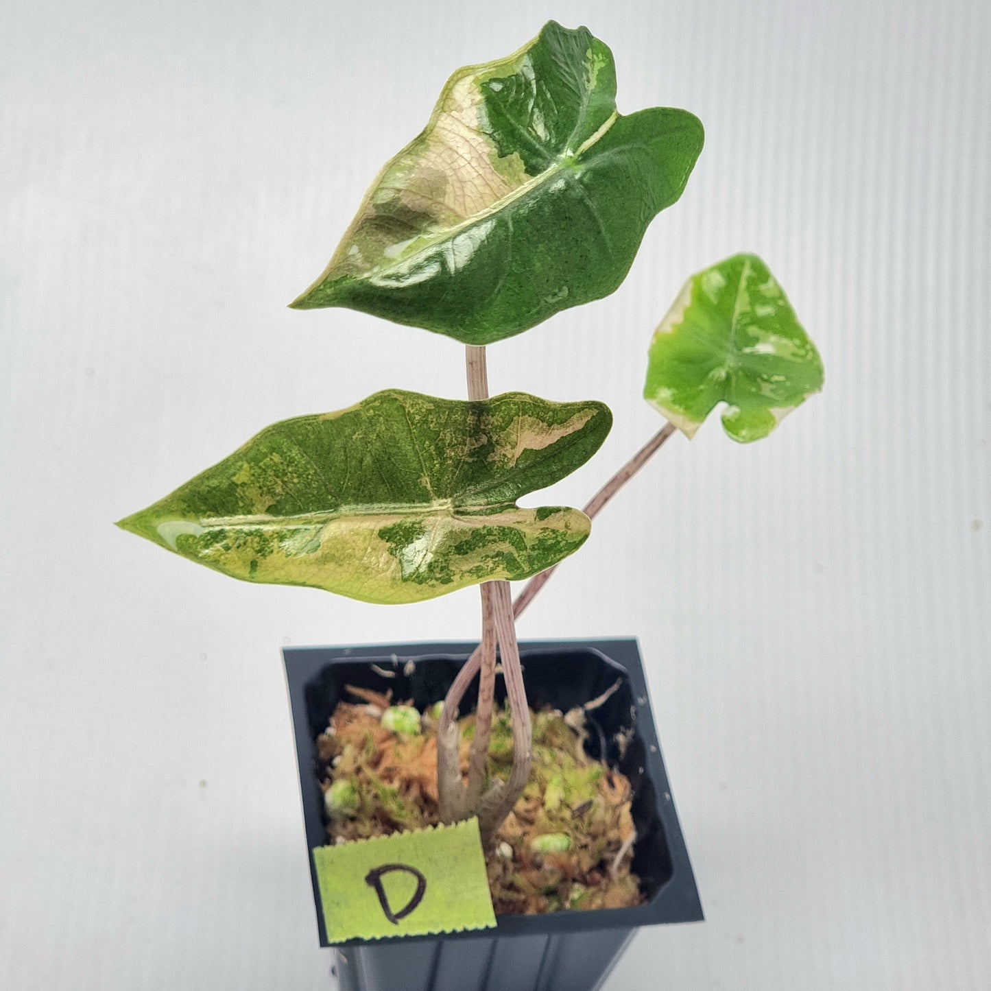 Alocasia pseudosanderiana Pink Variegated