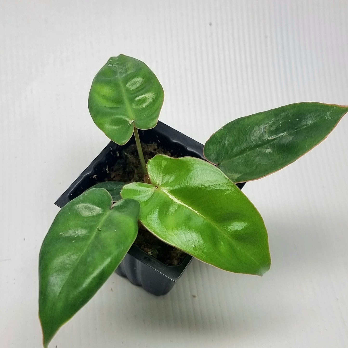 Philodendron Jennifer REVERTED