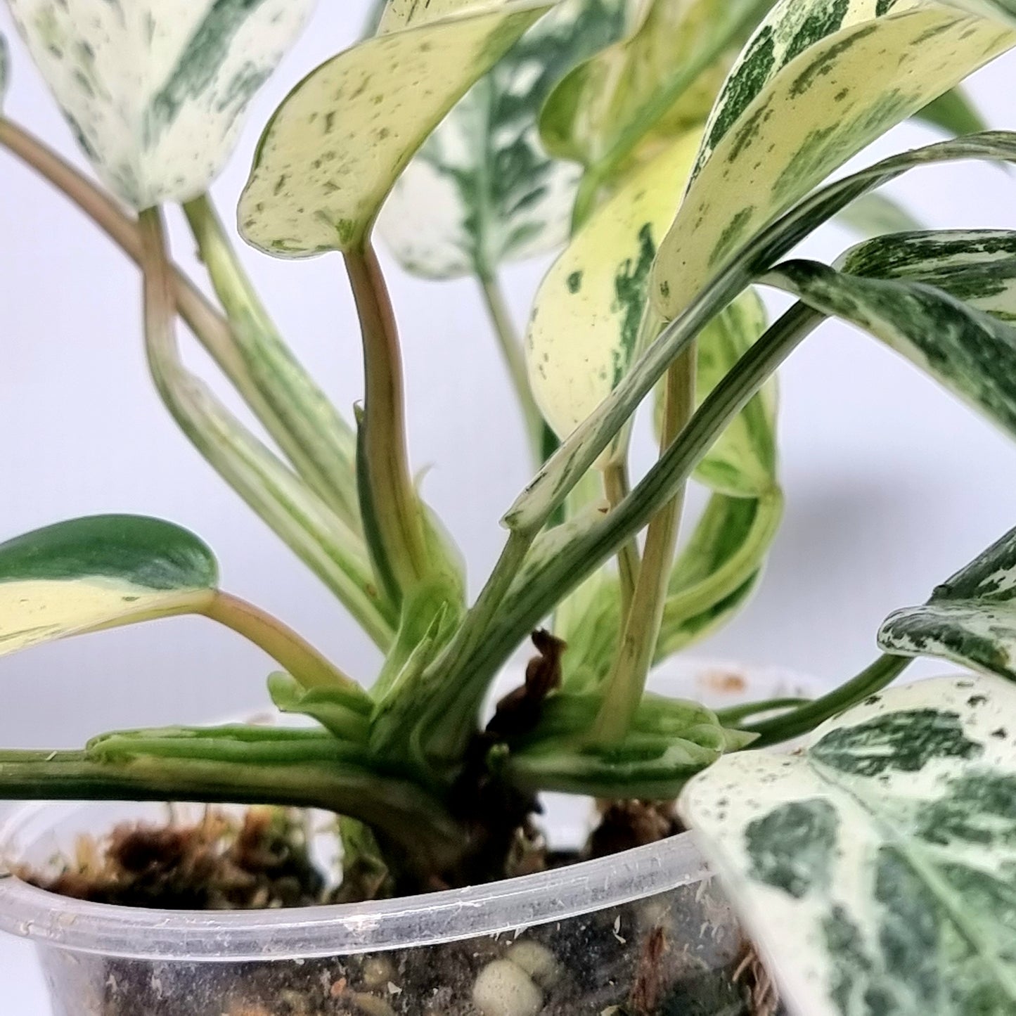 Philodendron Emerald Queen Marble