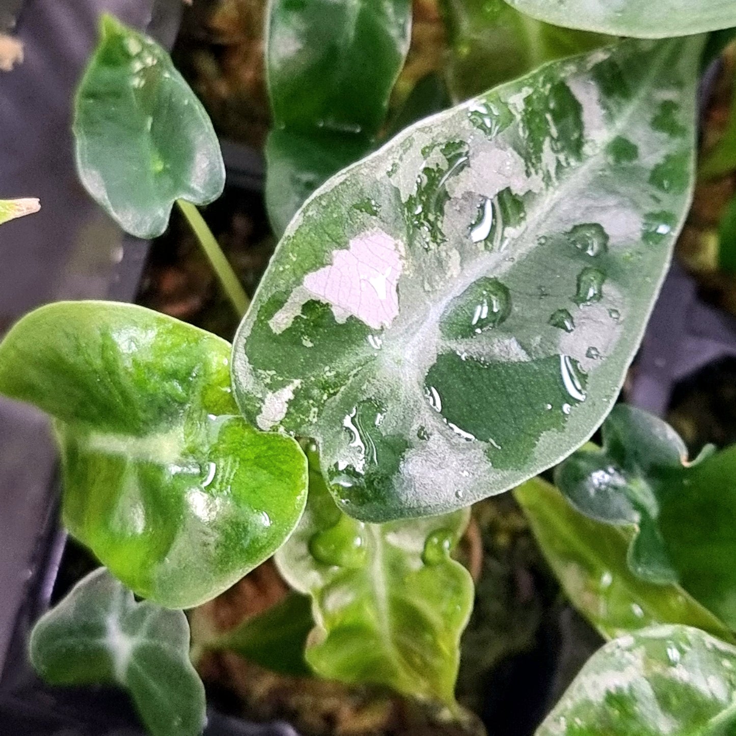 Alocasia Pink Swirl LOW Variegated