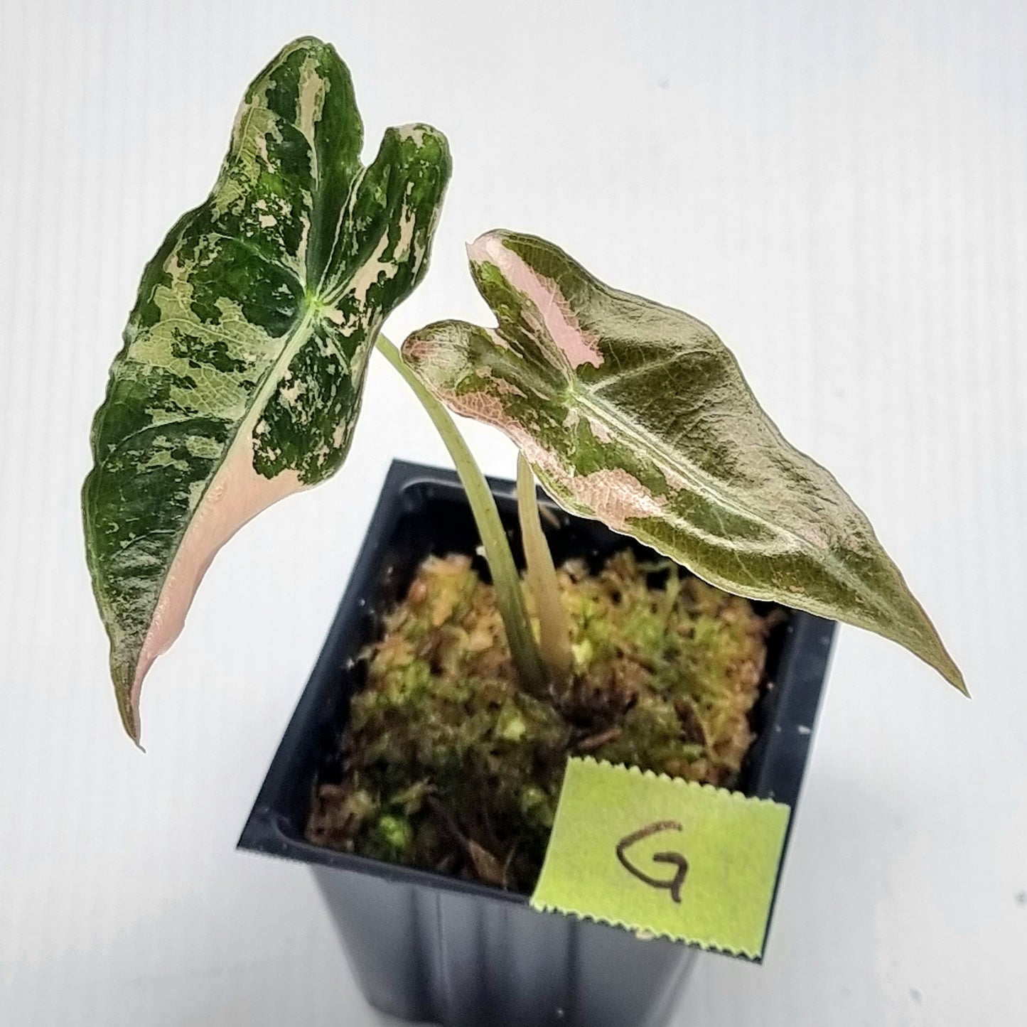 Alocasia sanderiana "Nobilis" Pink Variegated