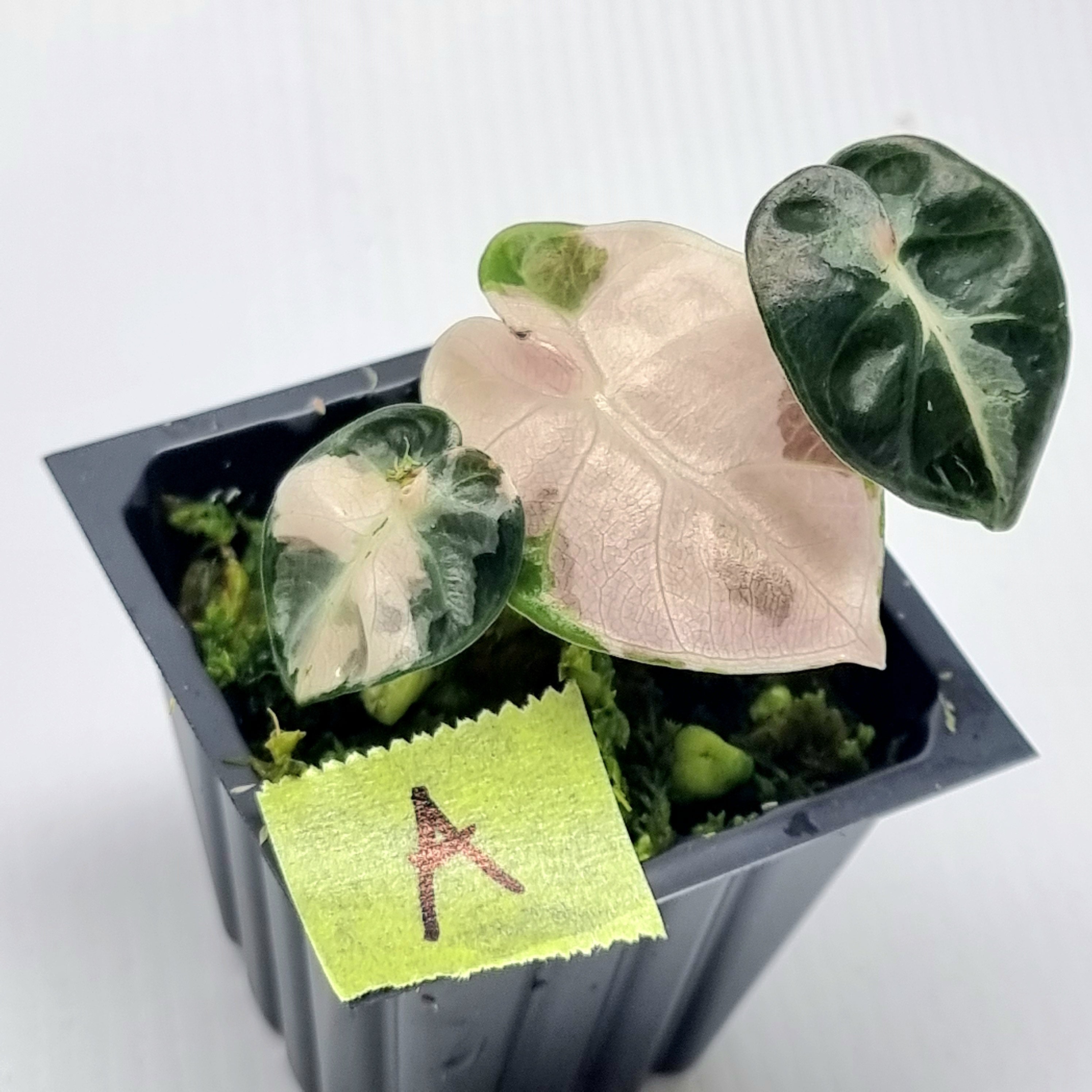 Alocasia Heart Balloon Pink Variegated – Flora Magnifica Australia