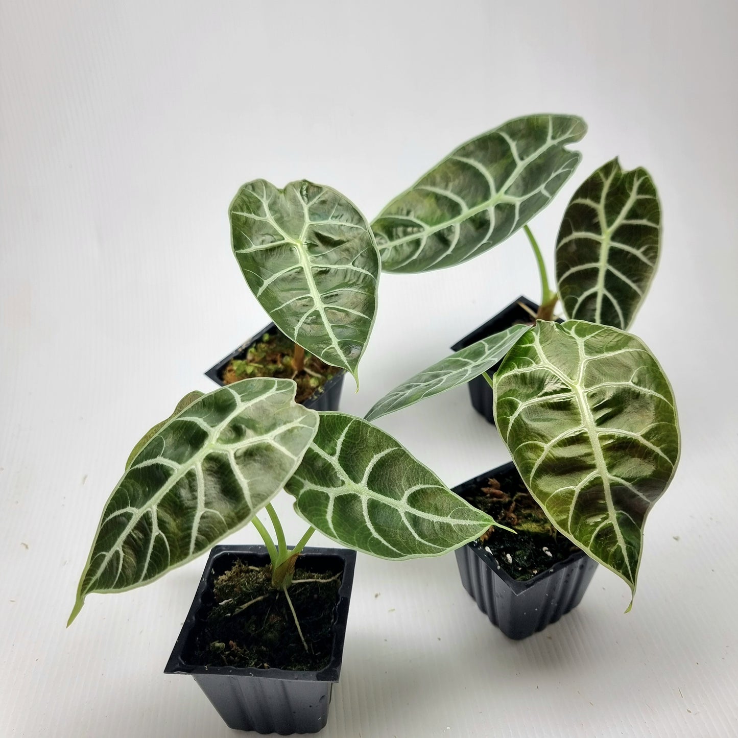Alocasia watsoniana Doff Reverted