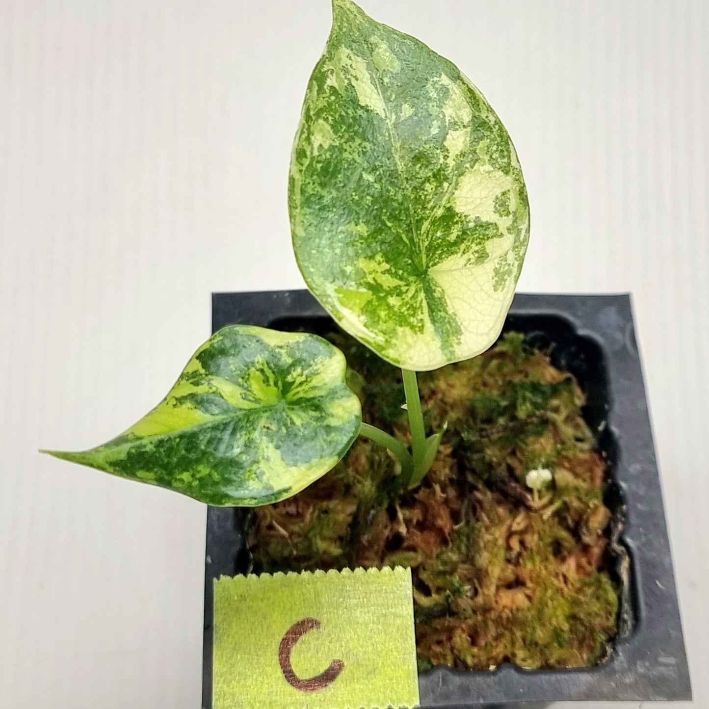 Alocasia sinuata Albo Variegated