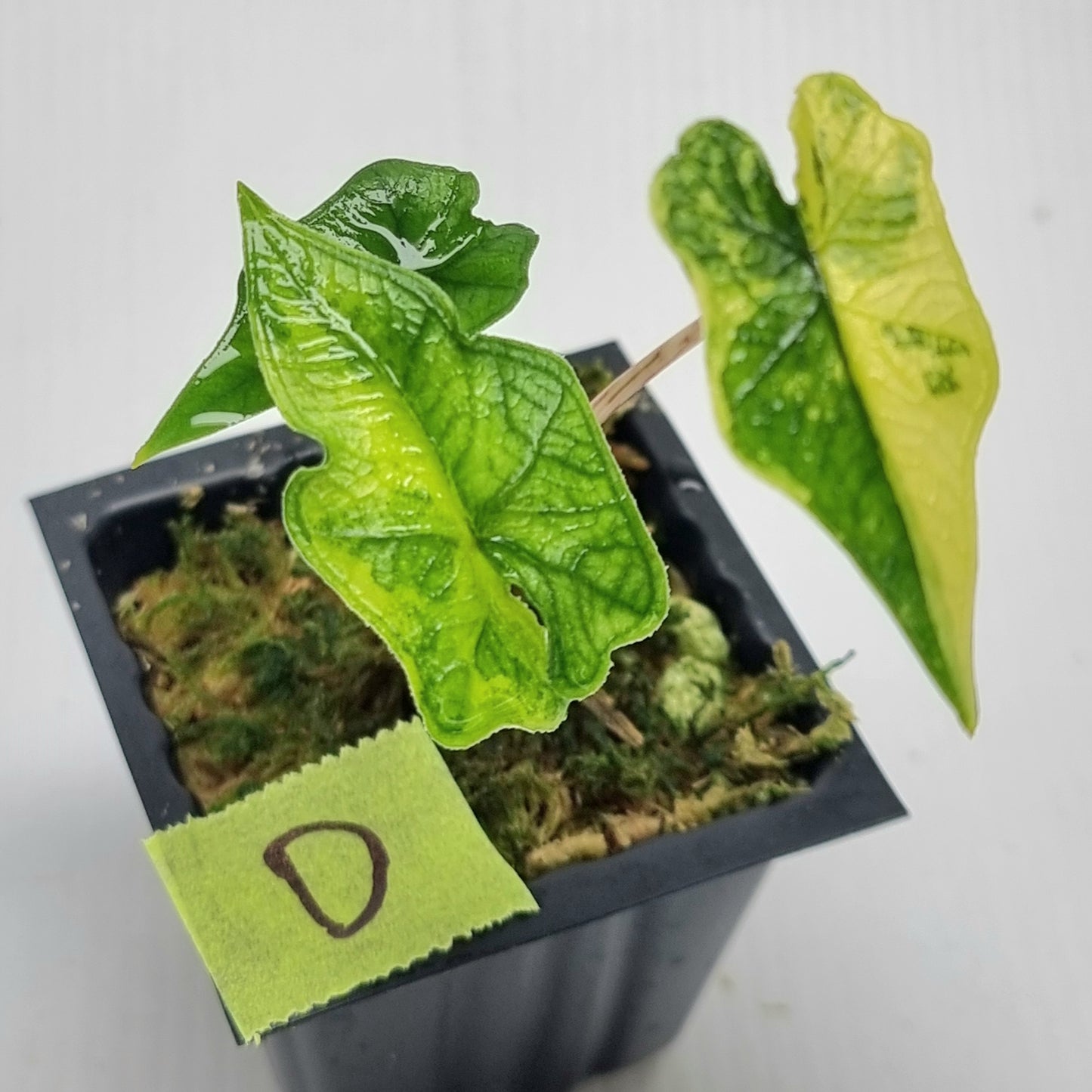 Alocasia Jacklyn Variegated