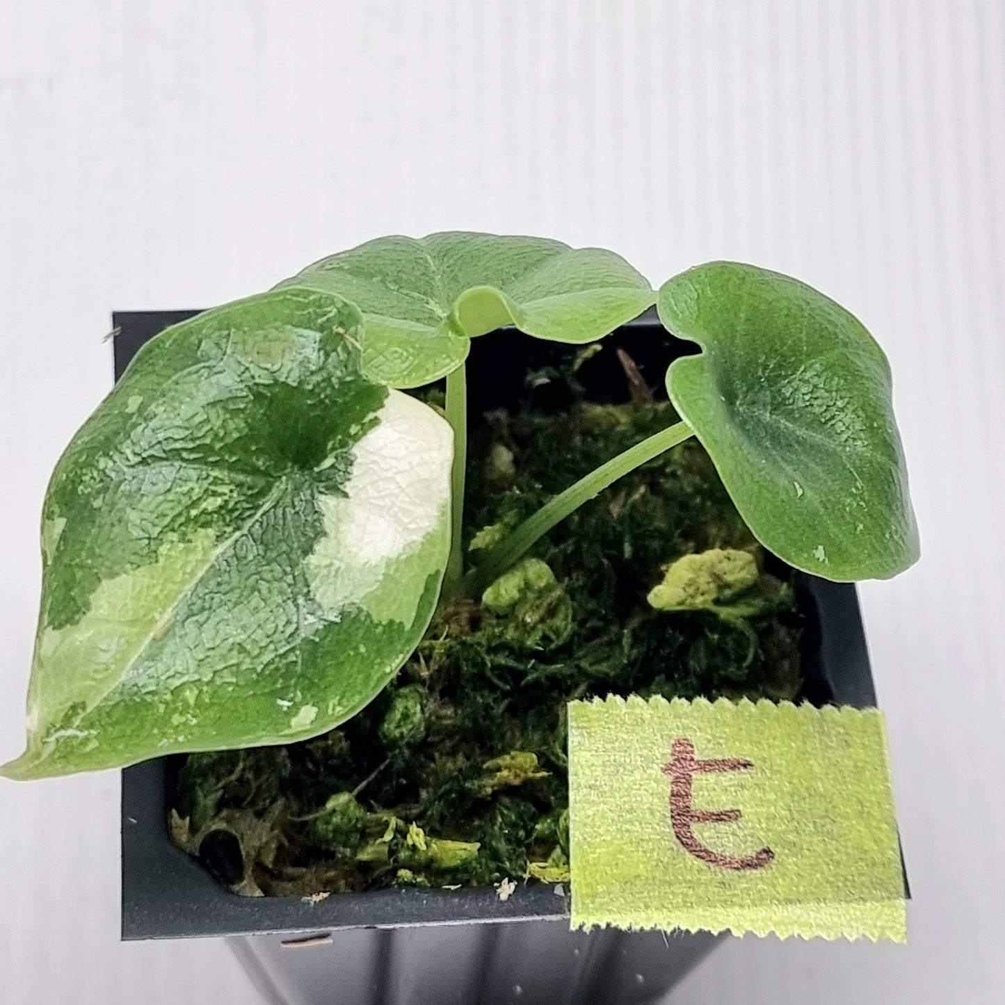 Alocasia melo Albo variegated