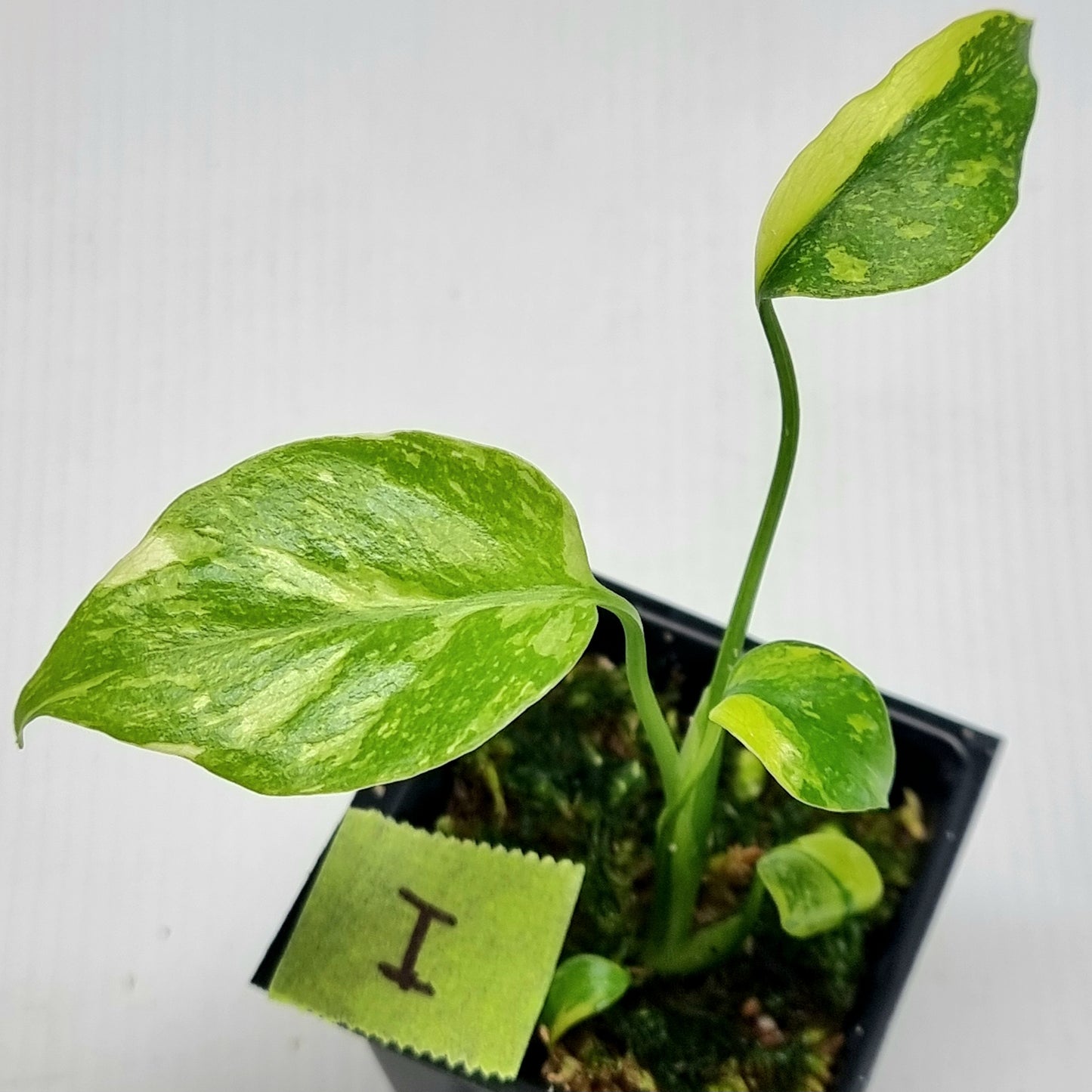 Monstera Electrolyte