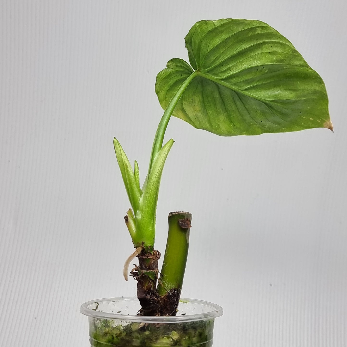Philodendron plowmanii Variegated