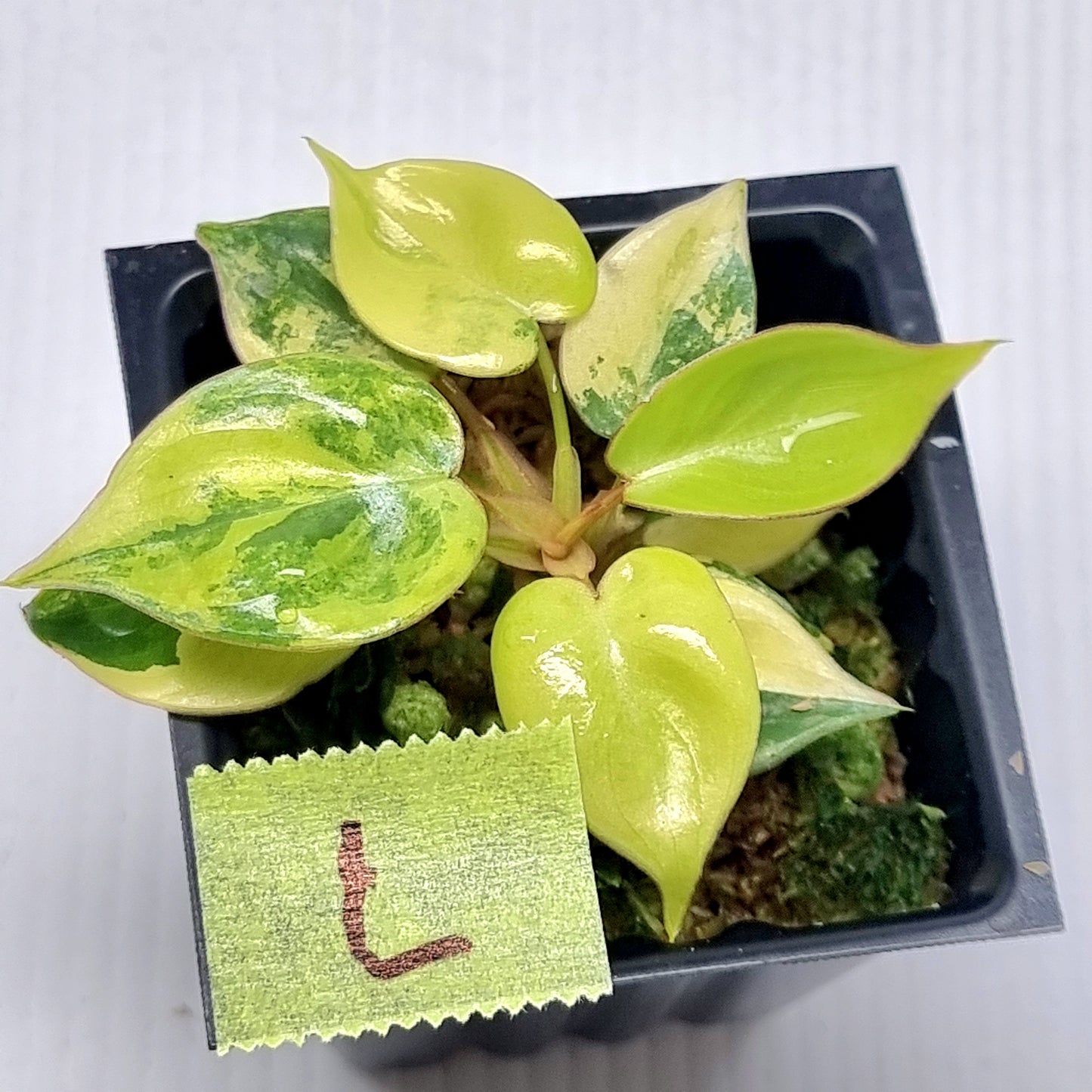 Philodendron billietiae Variegated