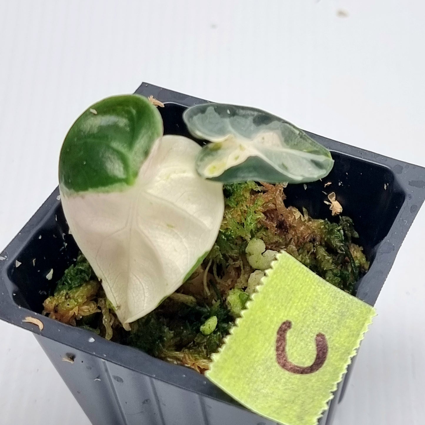 Alocasia Heart Balloon Pink Variegated