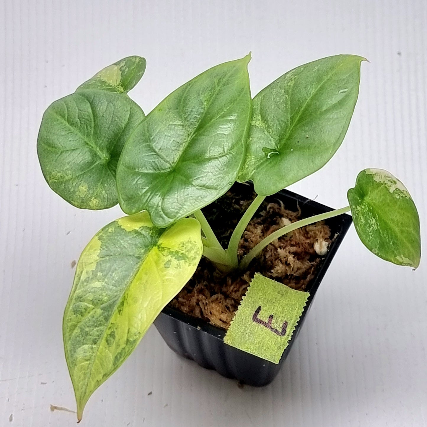 Alocasia Silver Dragon Aurea Variegated