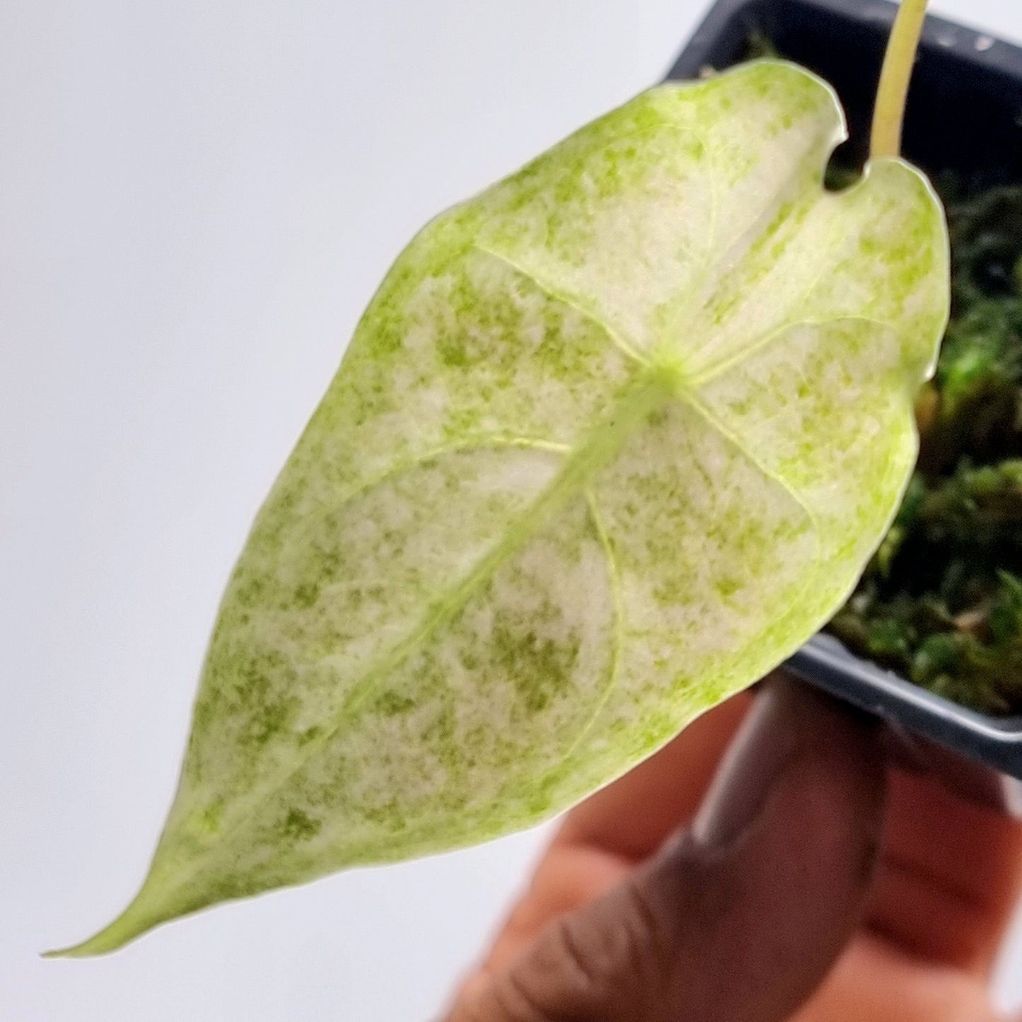 Alocasia Black Satun Stardust