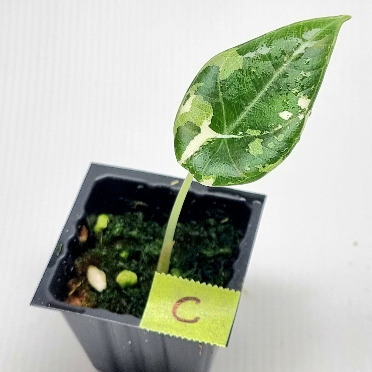 Alocasia Maharani Albo Variegated