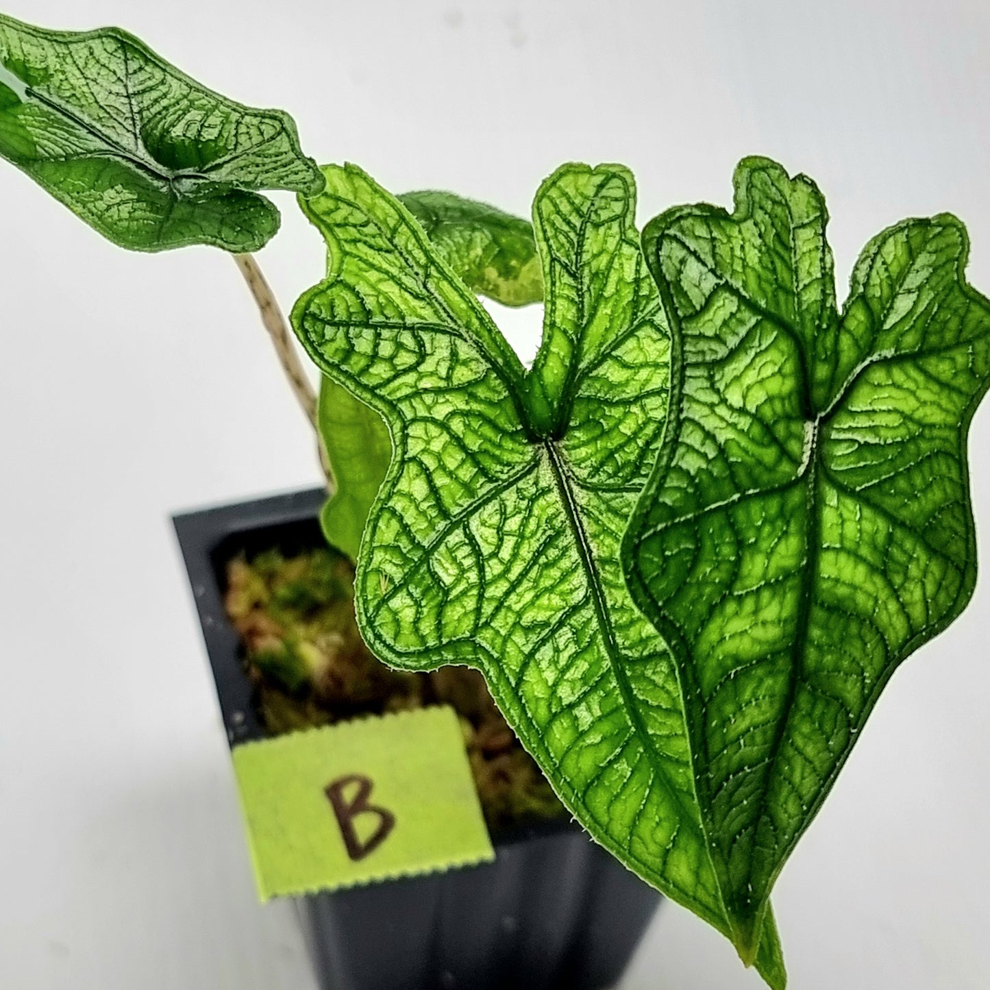 Alocasia Jacklyn Reverted