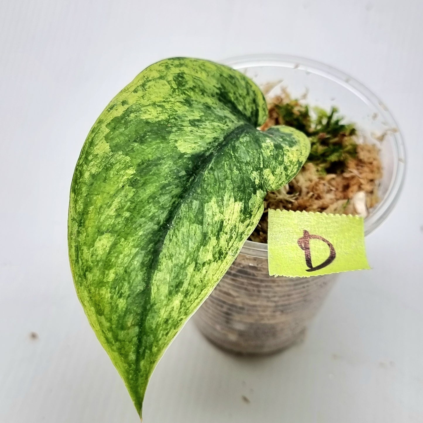 Scindapsus hologram