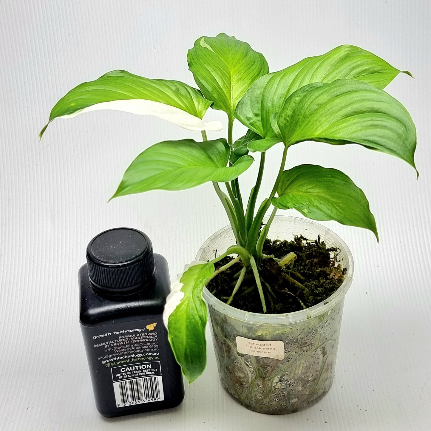 Homalomena rubescens Albo Variegated