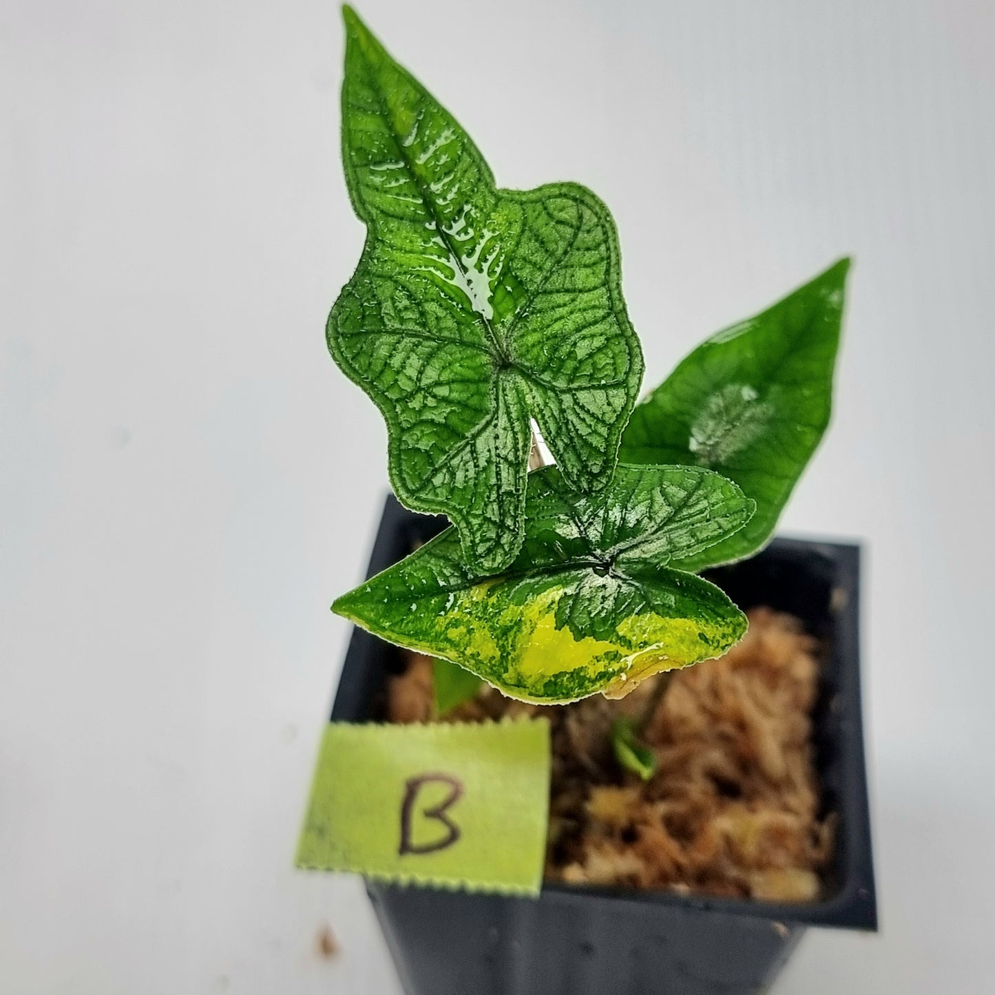 Alocasia Jacklyn LOW Variegated