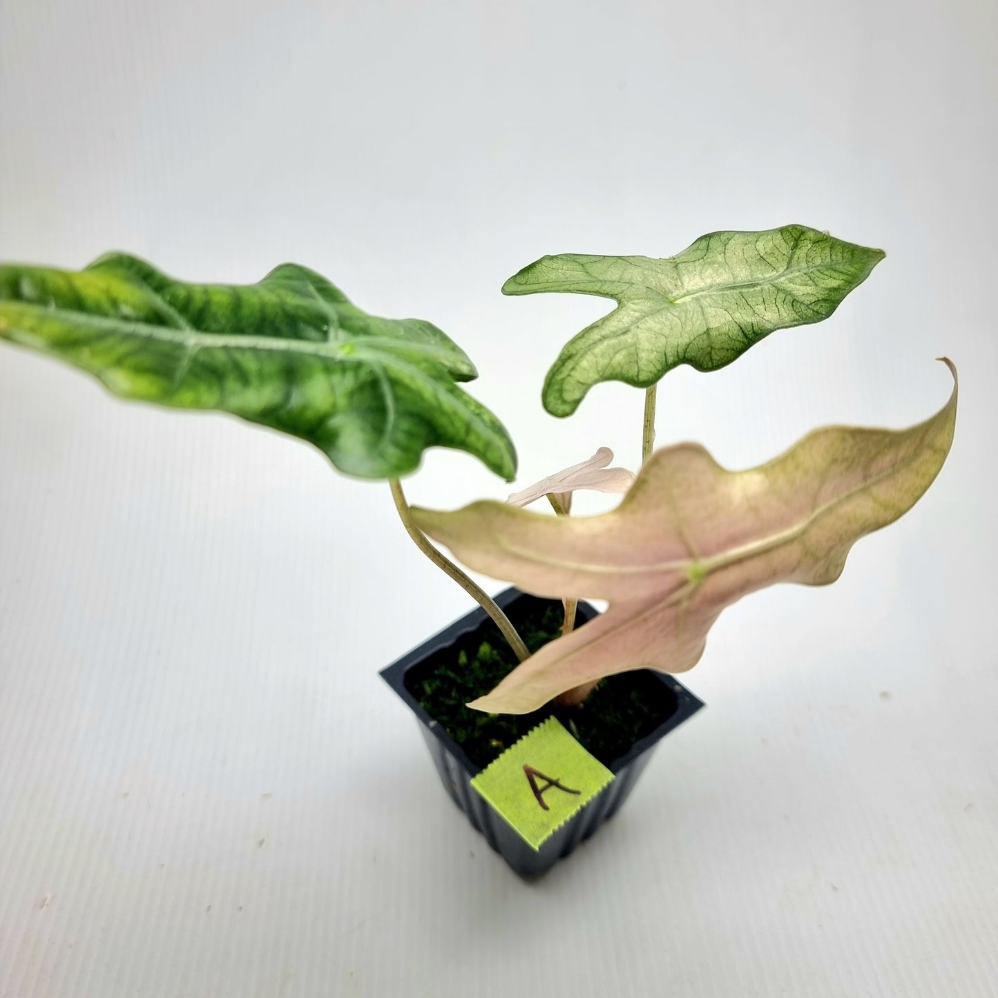 Alocasia sanderiana "Nobilis" Pink Mint Variegated