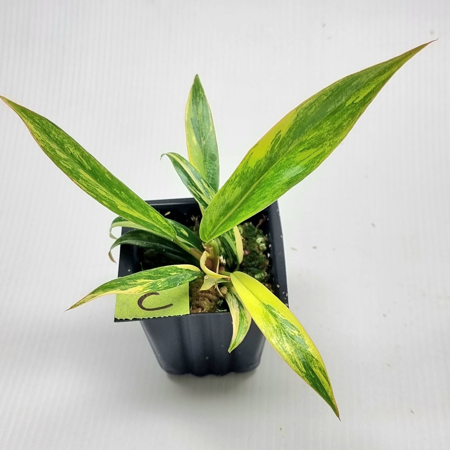Philodendron Caramel Marble