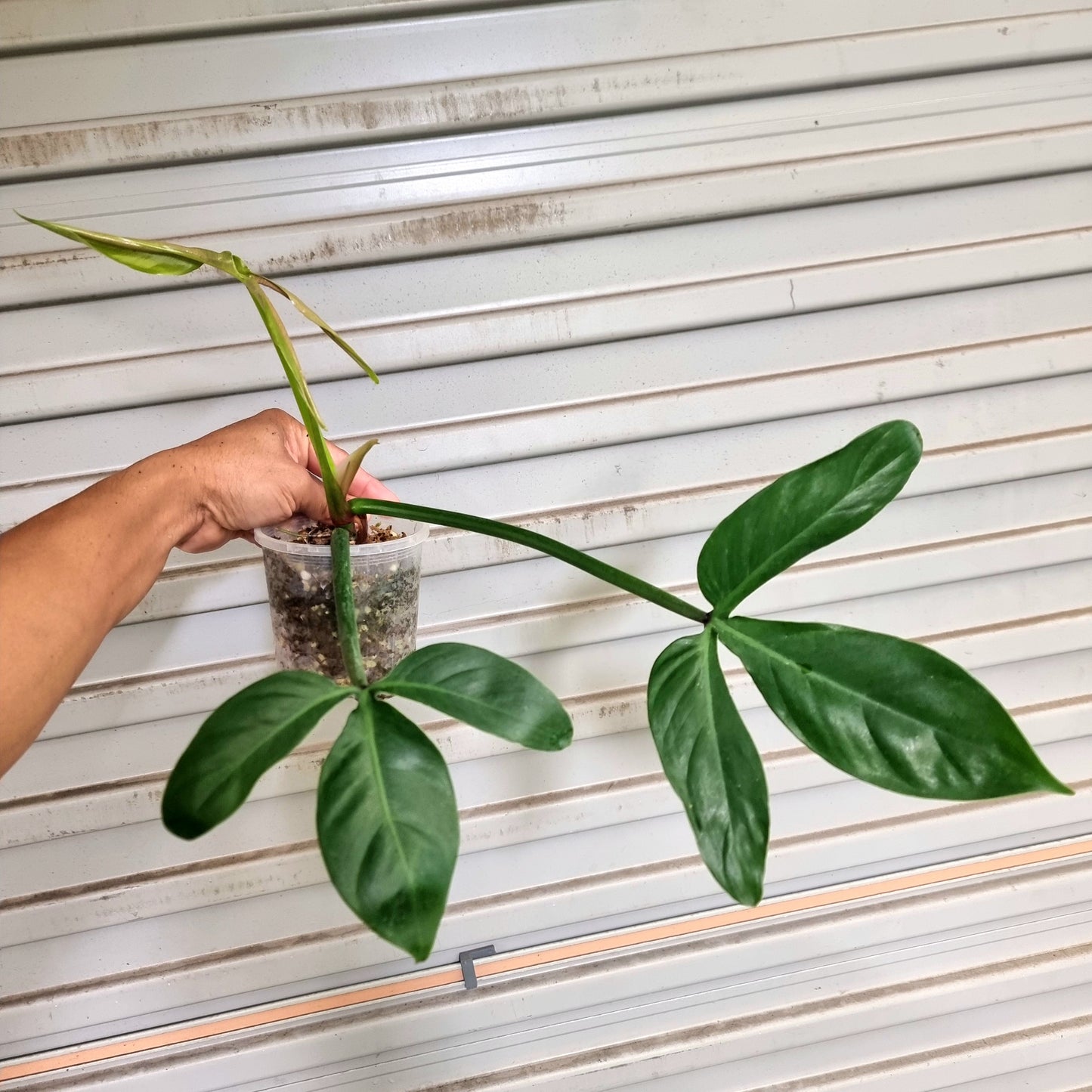 Philodendron sanctamartinense