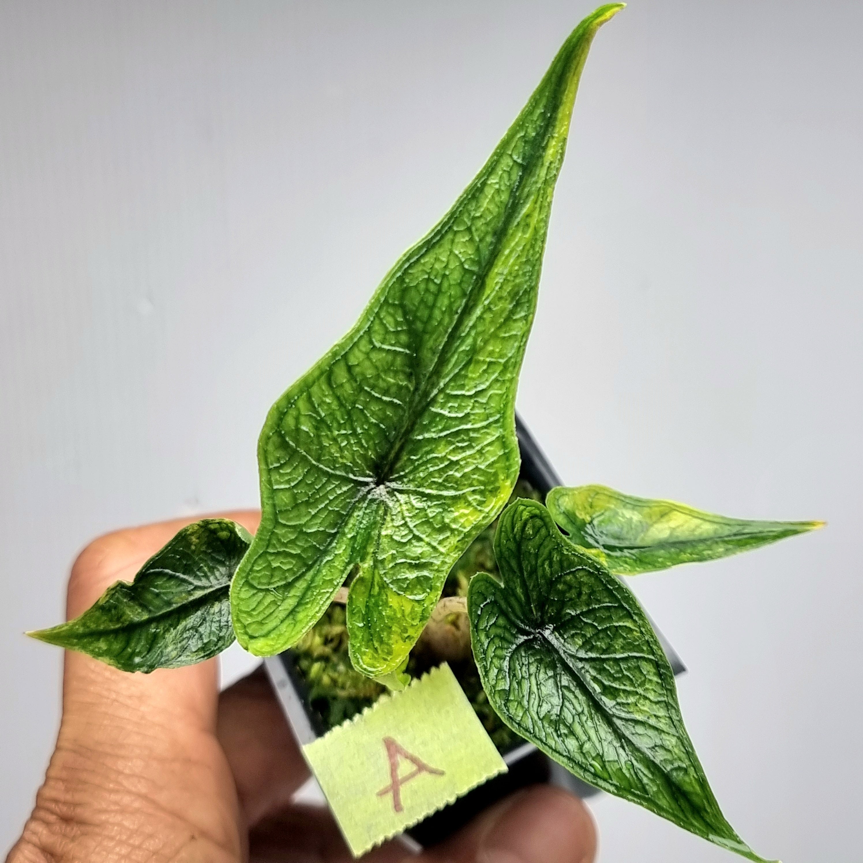 その他観葉植物 Alocasia Jacklyn Variegated Alocasia Jacklyn Variegata Wide Form