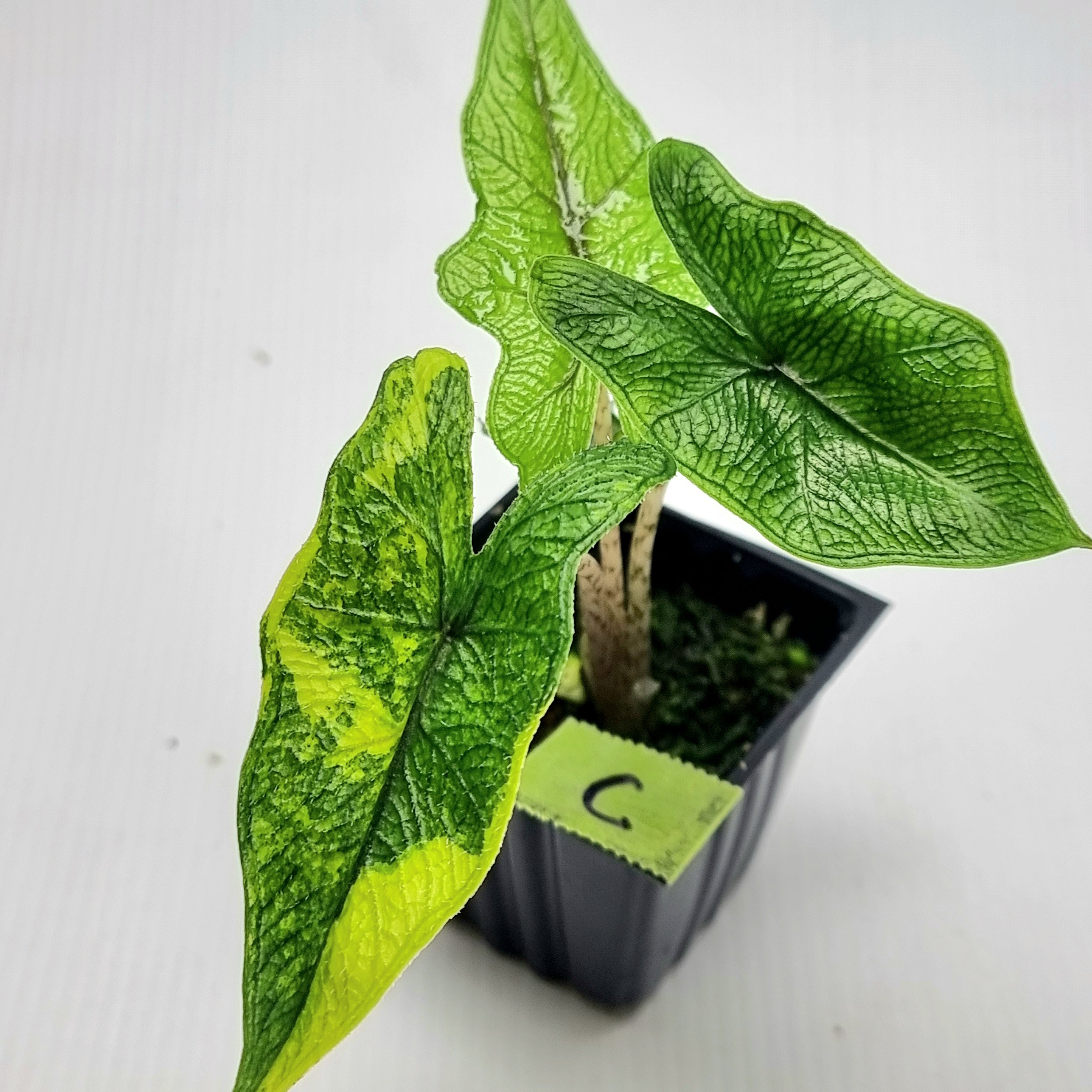 Alocasia Jacklyn Aurea Variegated – Flora Magnifica Australia