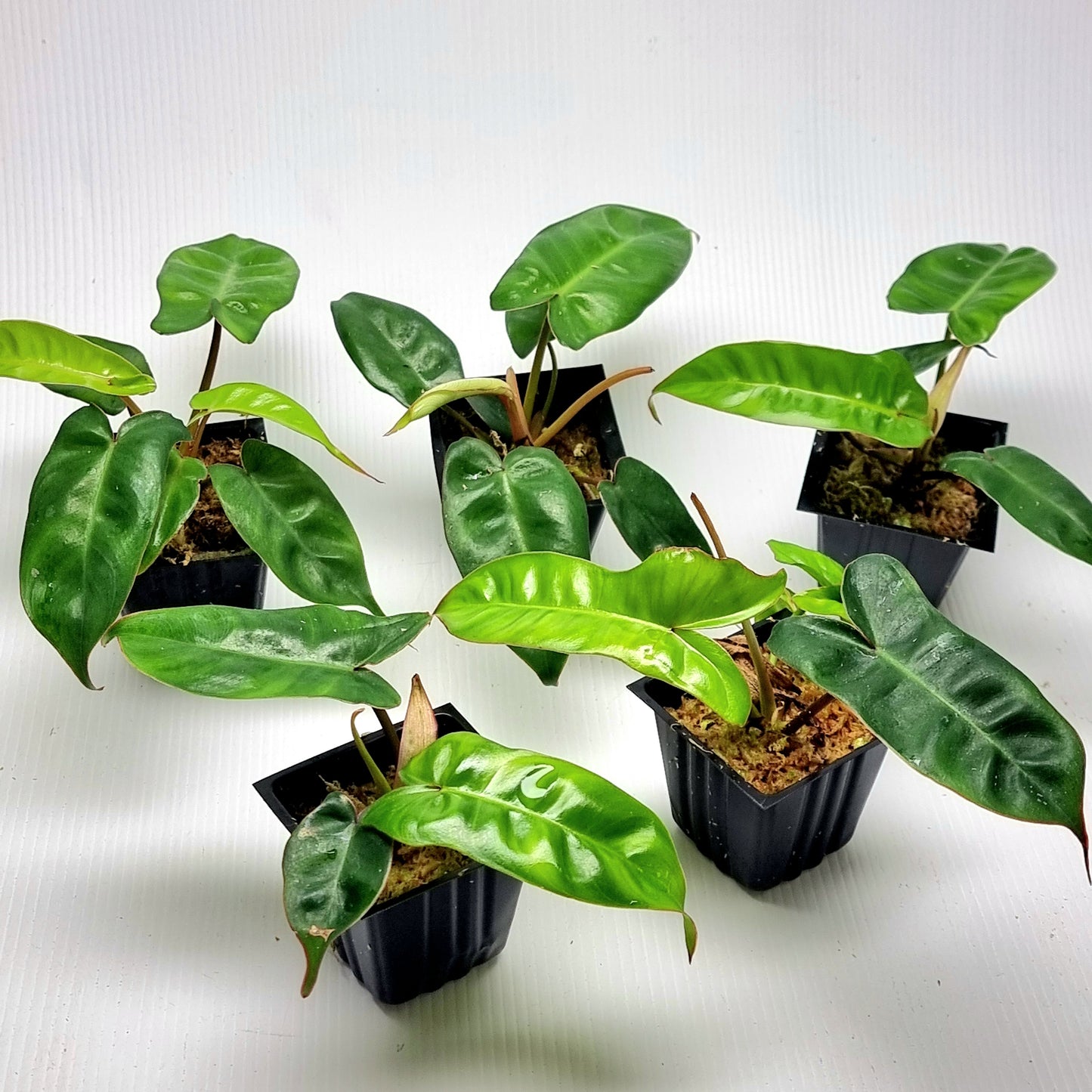 Philodendron Jennifer REVERTED