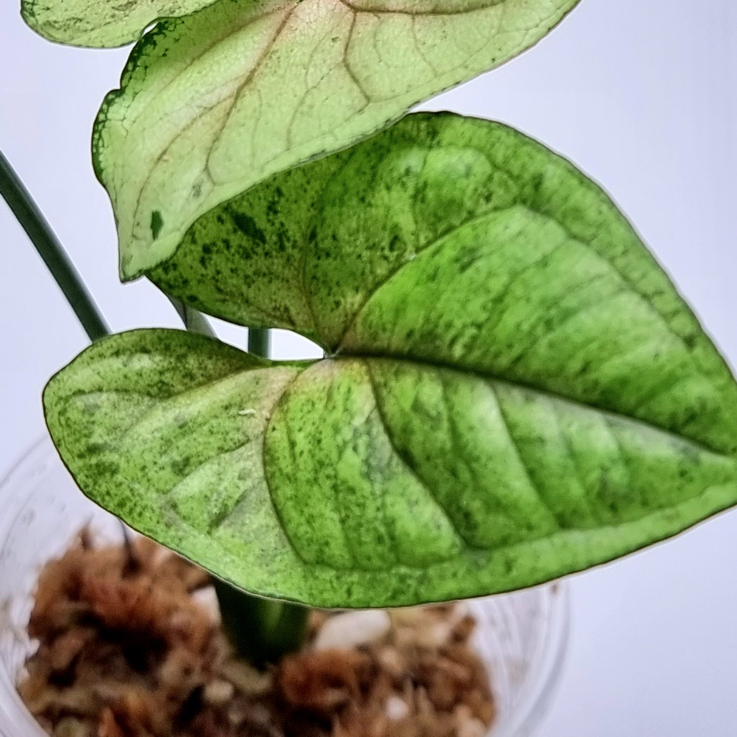 Syngonium Matcha Sprinkle