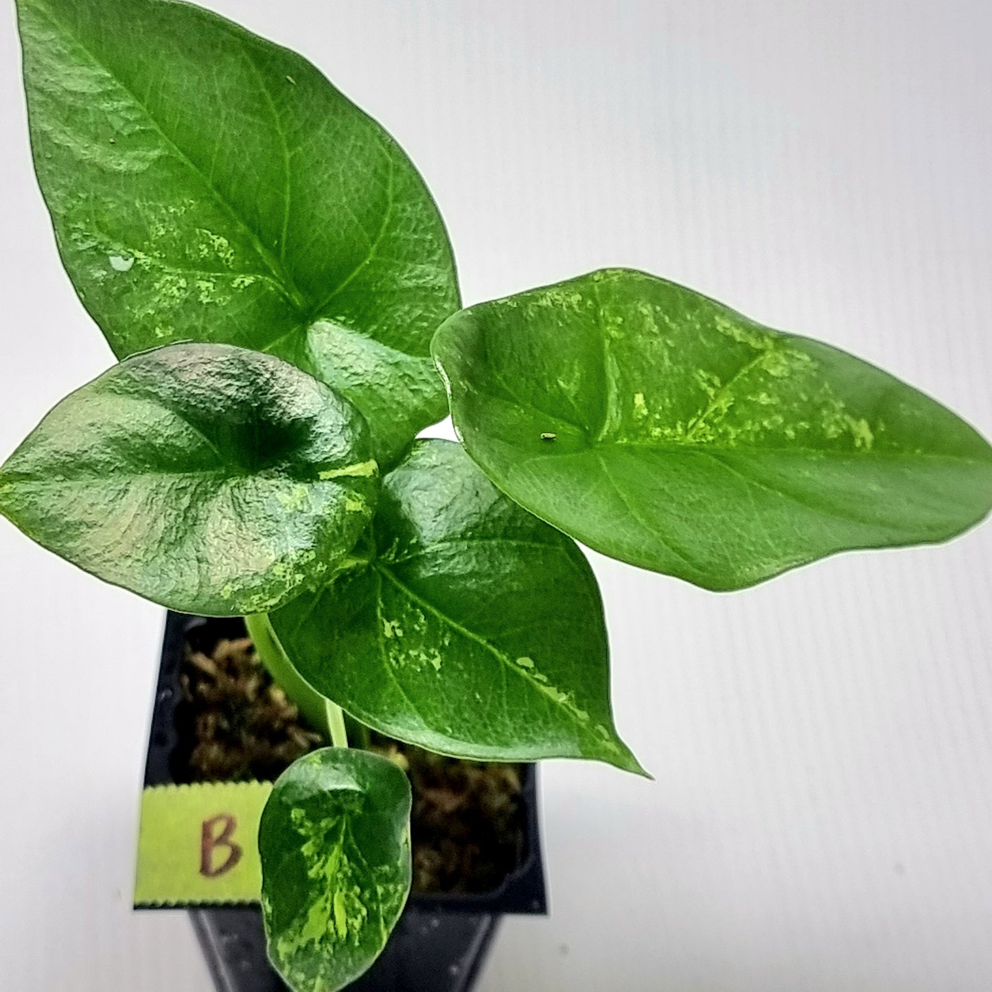 Alocasia sinuata Albo LOW Variegated