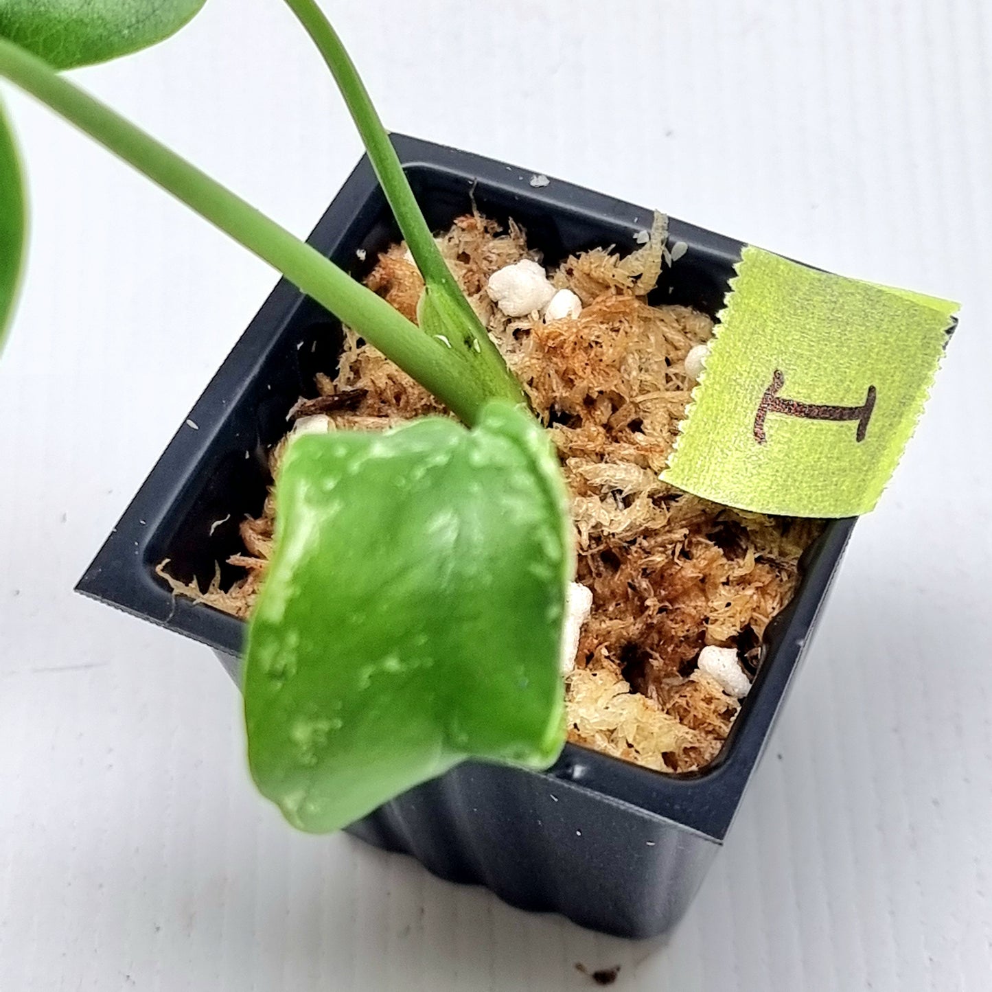 Pre Order for Monstera Devils Monster