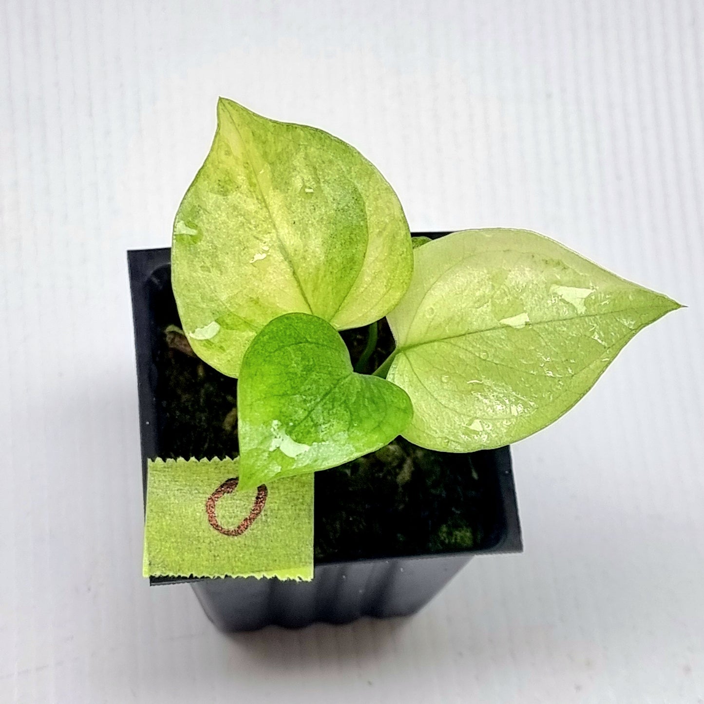 Anthurium Foliage Variegated